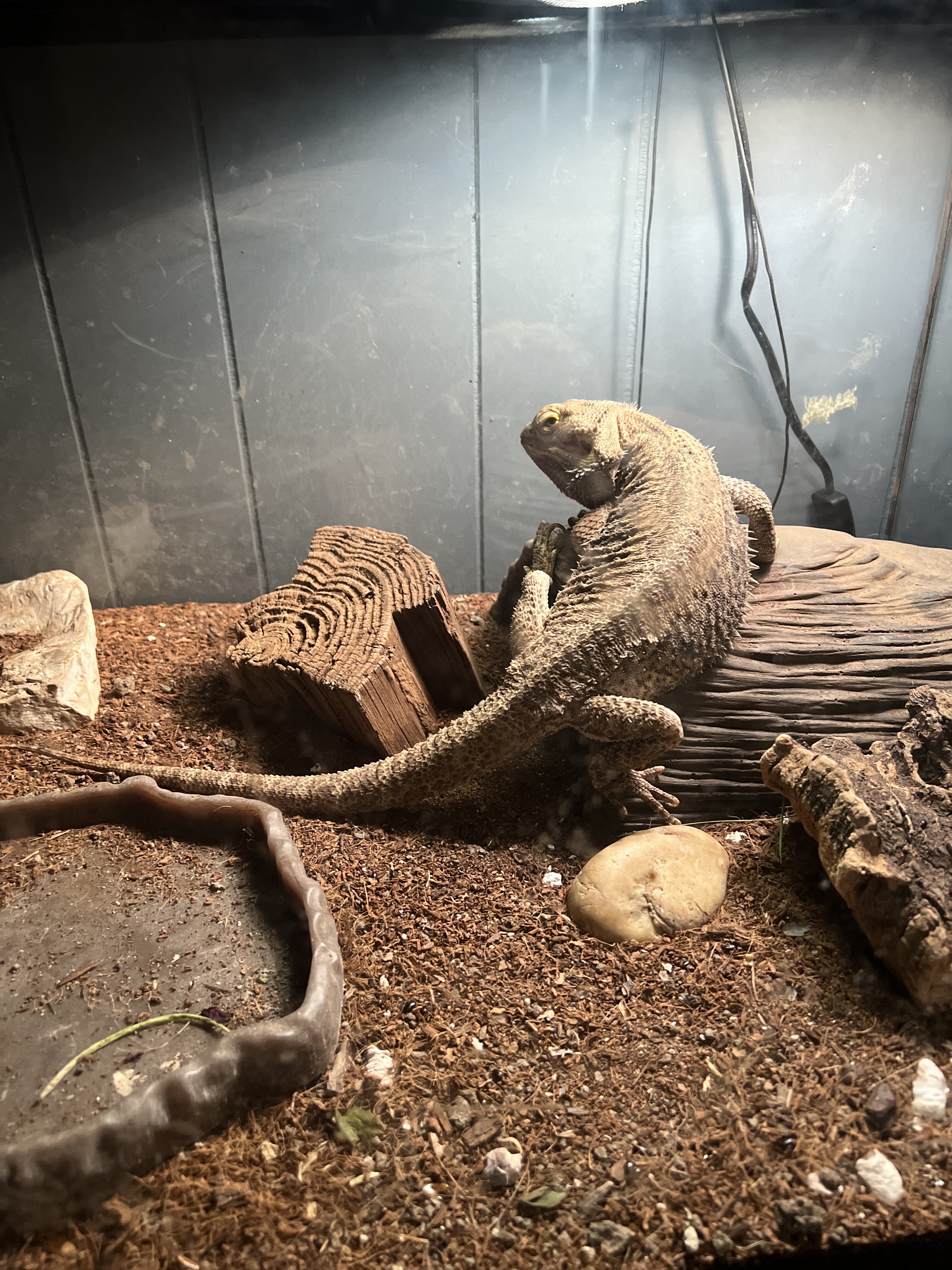 Bearded dragon and his enclosure image 1