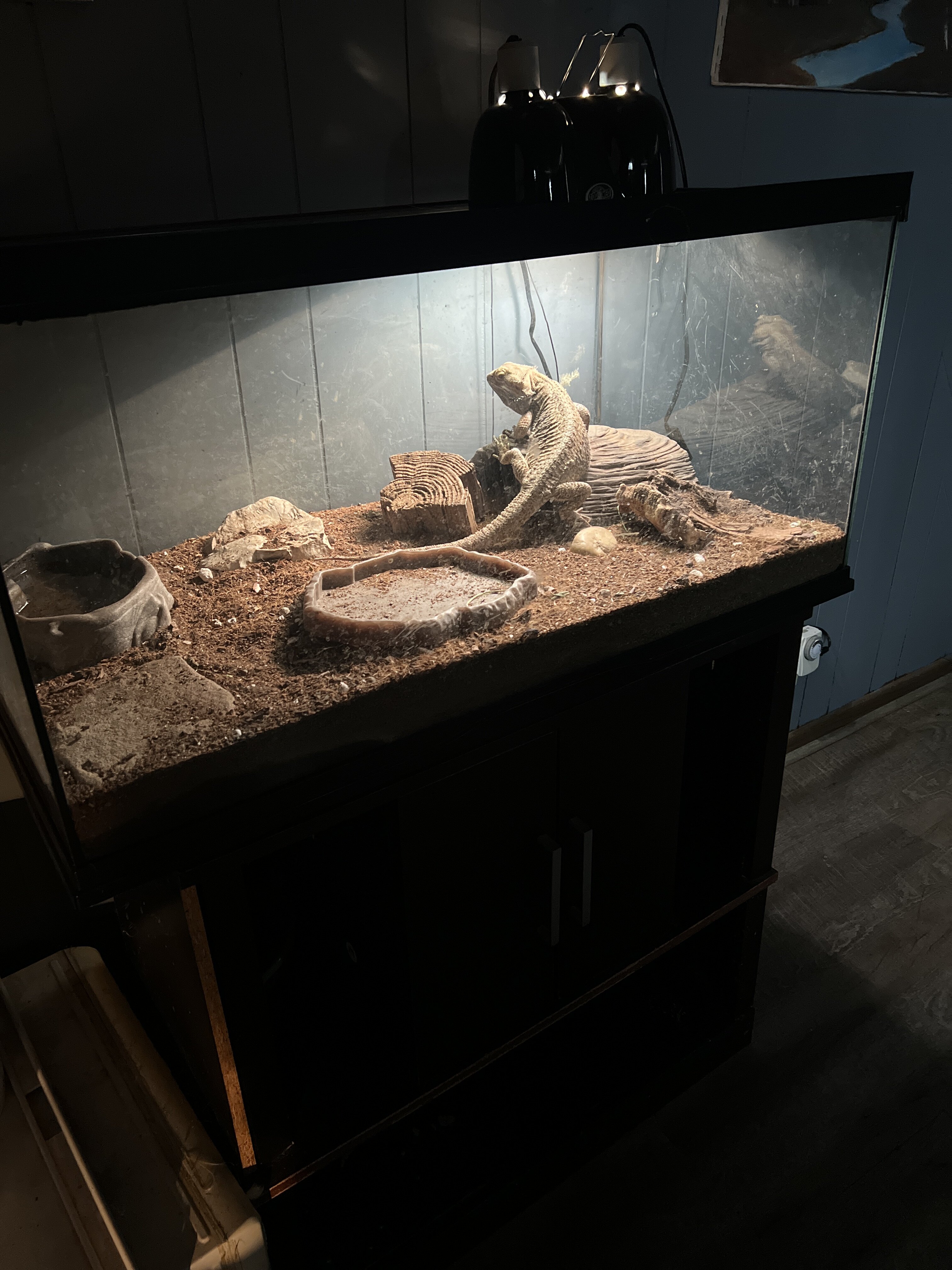Bearded dragon and his enclosure image 2