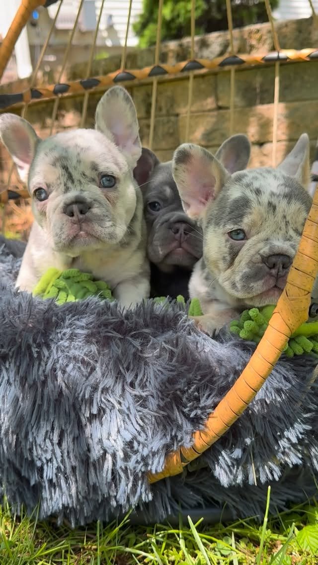 AKC FRENCHIES Puppies Ready to go image 1