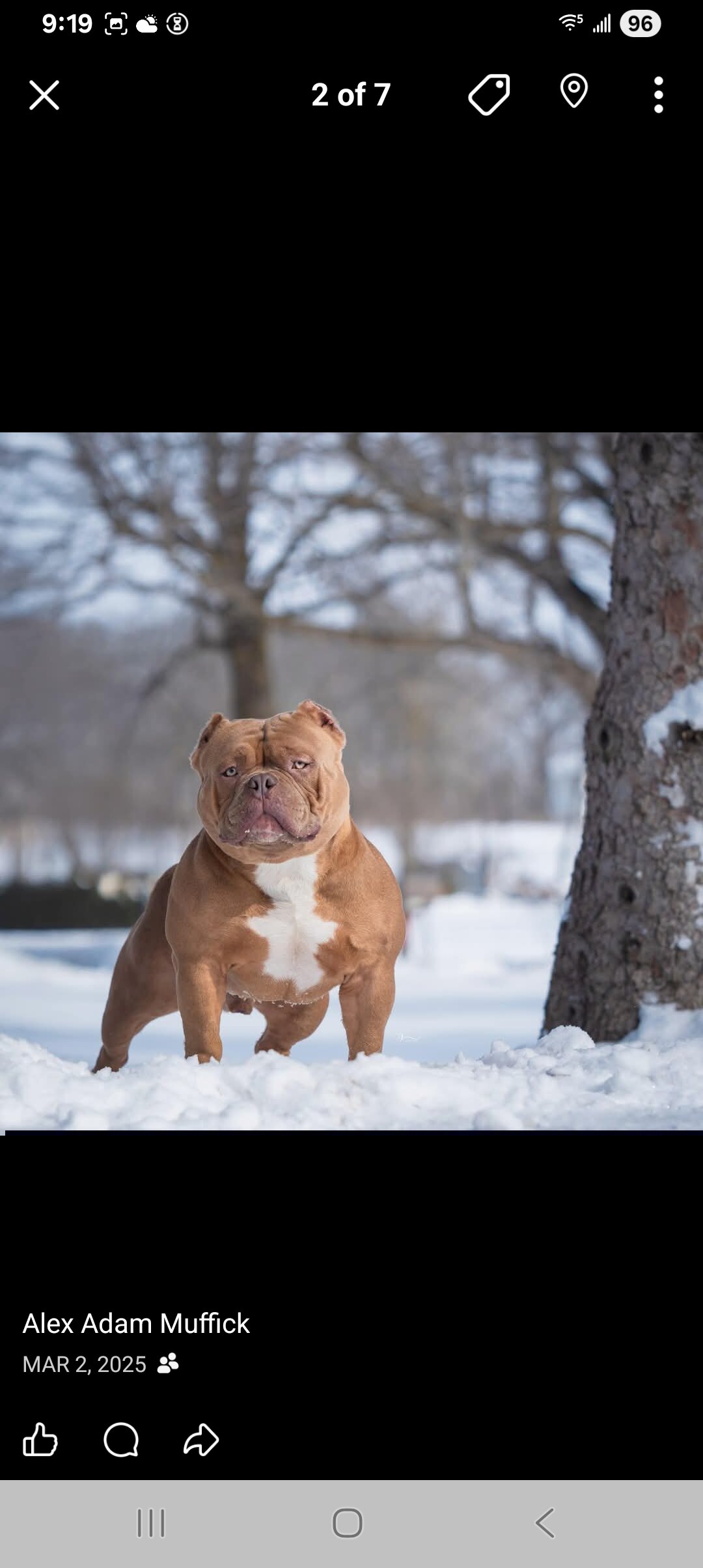 American Bully image 3