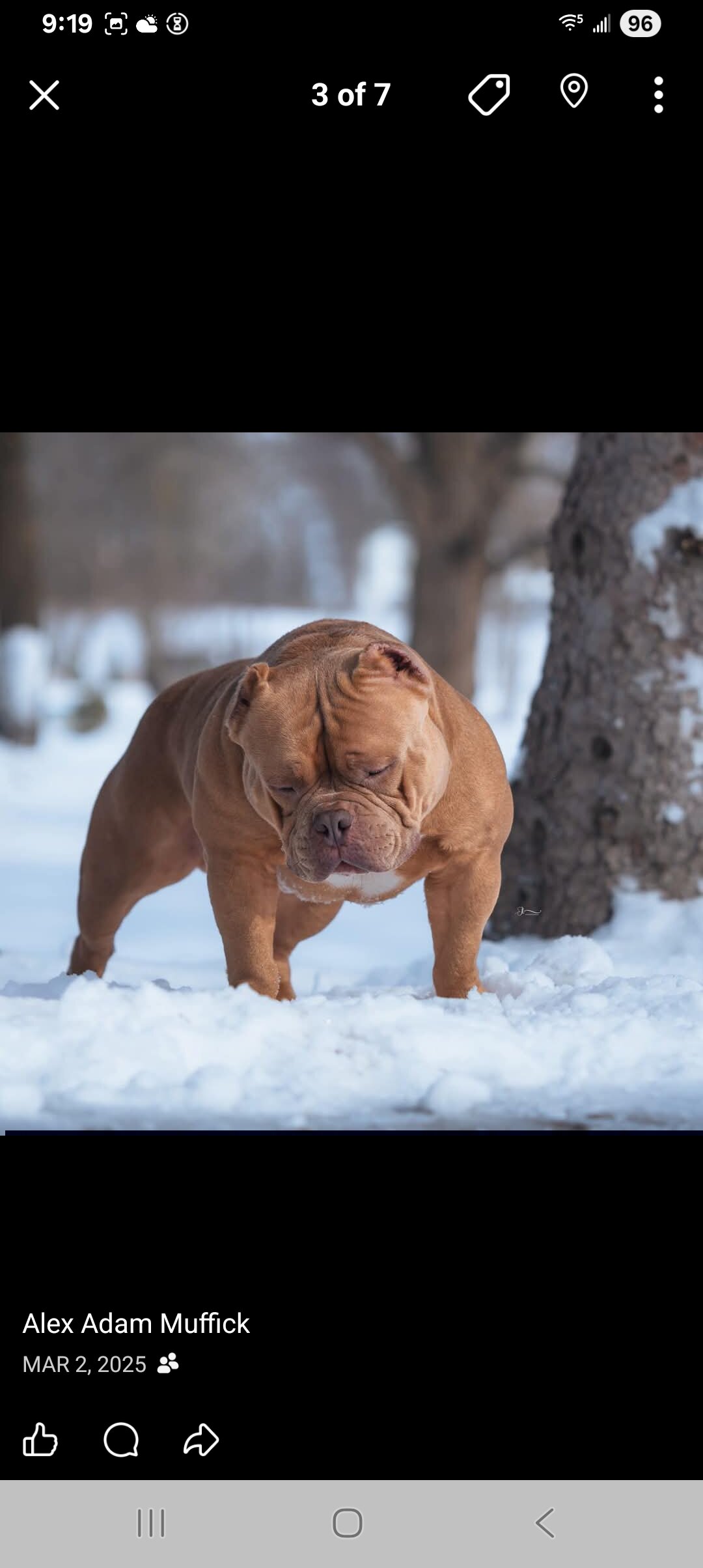 American Bully image 2