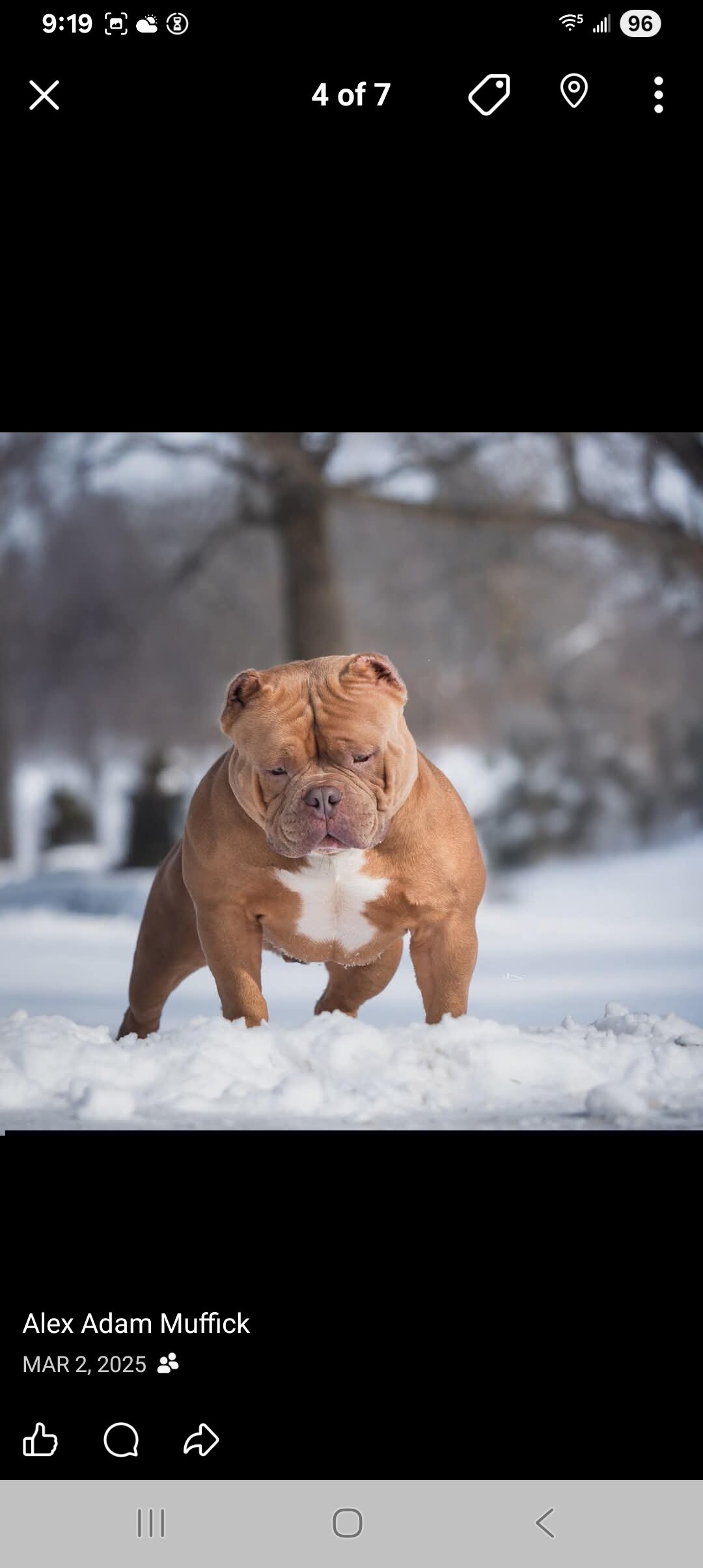 American Bully image 1