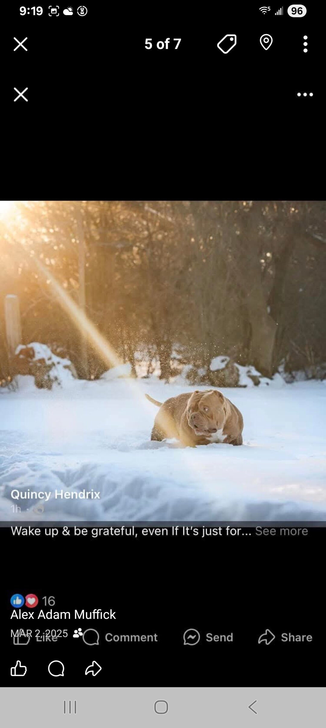 American Bully image 4