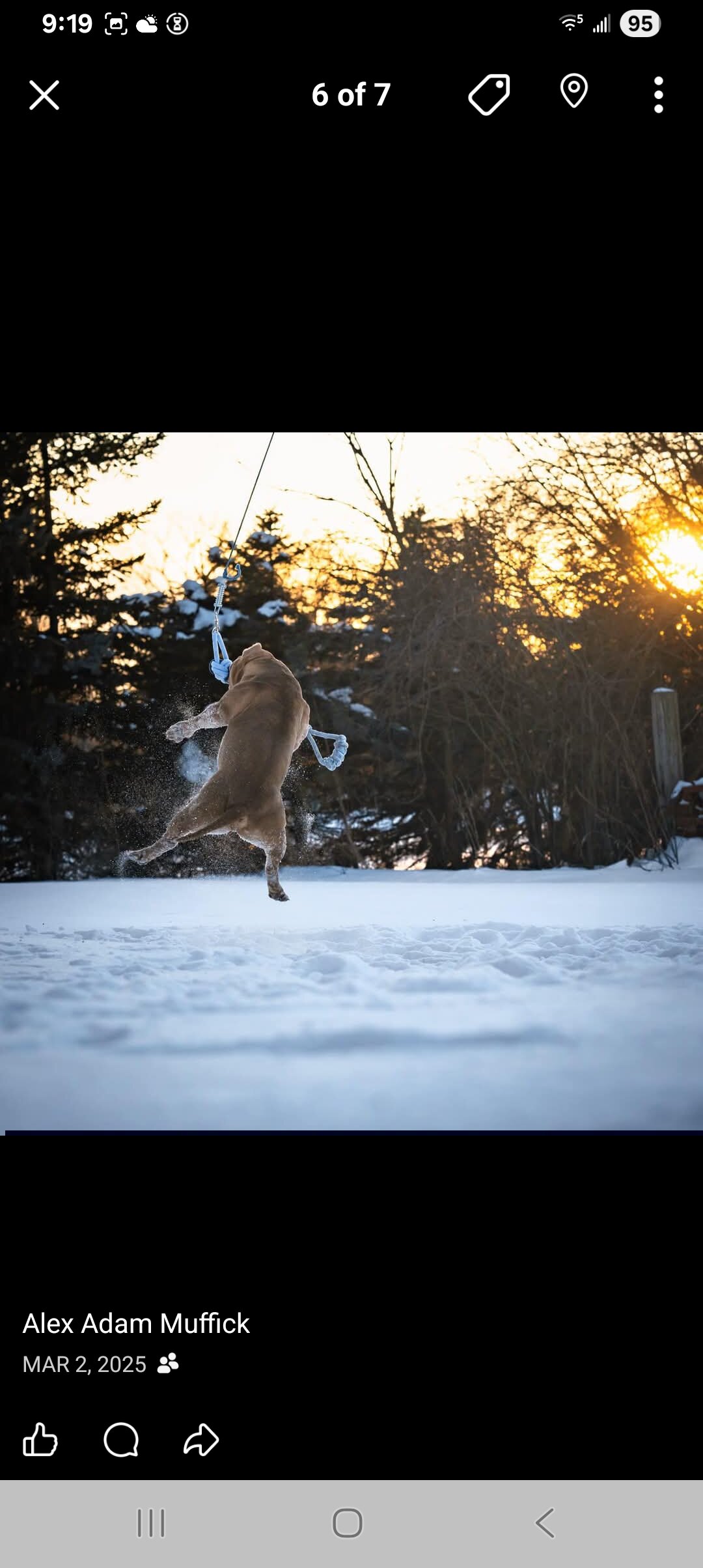 American Bully image 5