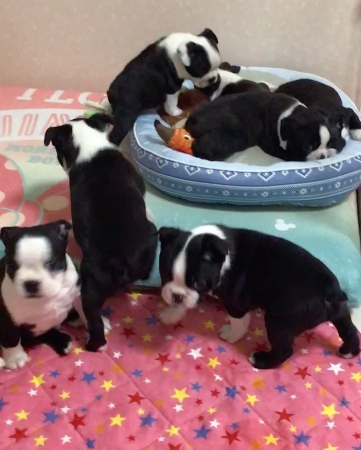Adorable Boston Terrier Puppies image 1