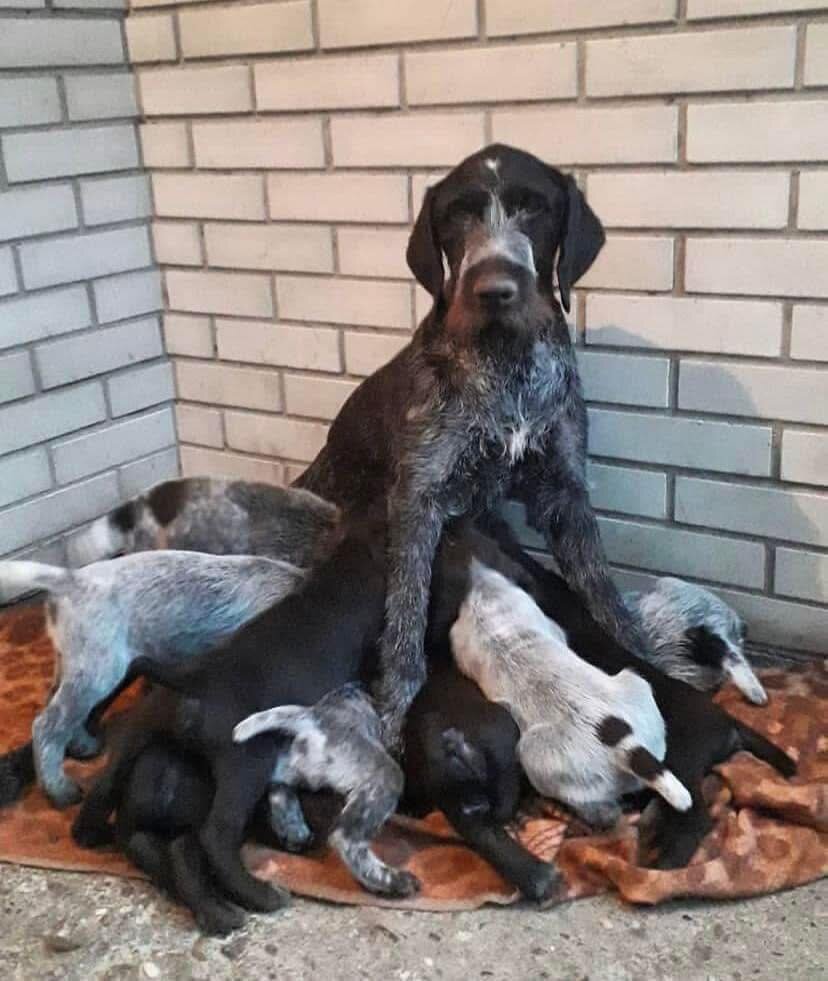 Dogs and puppies image 1