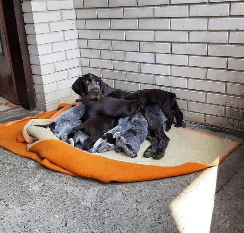 Dogs and puppies image 2