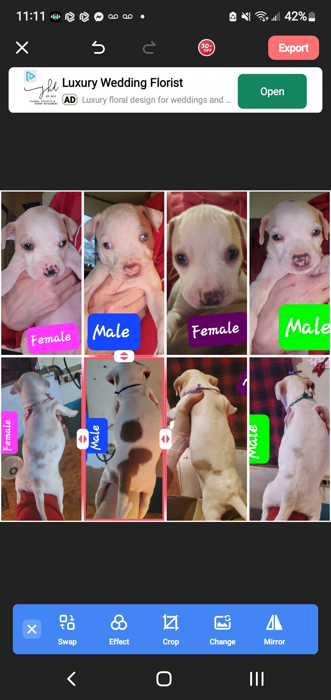 Full Blooded Pit Puppies image 1