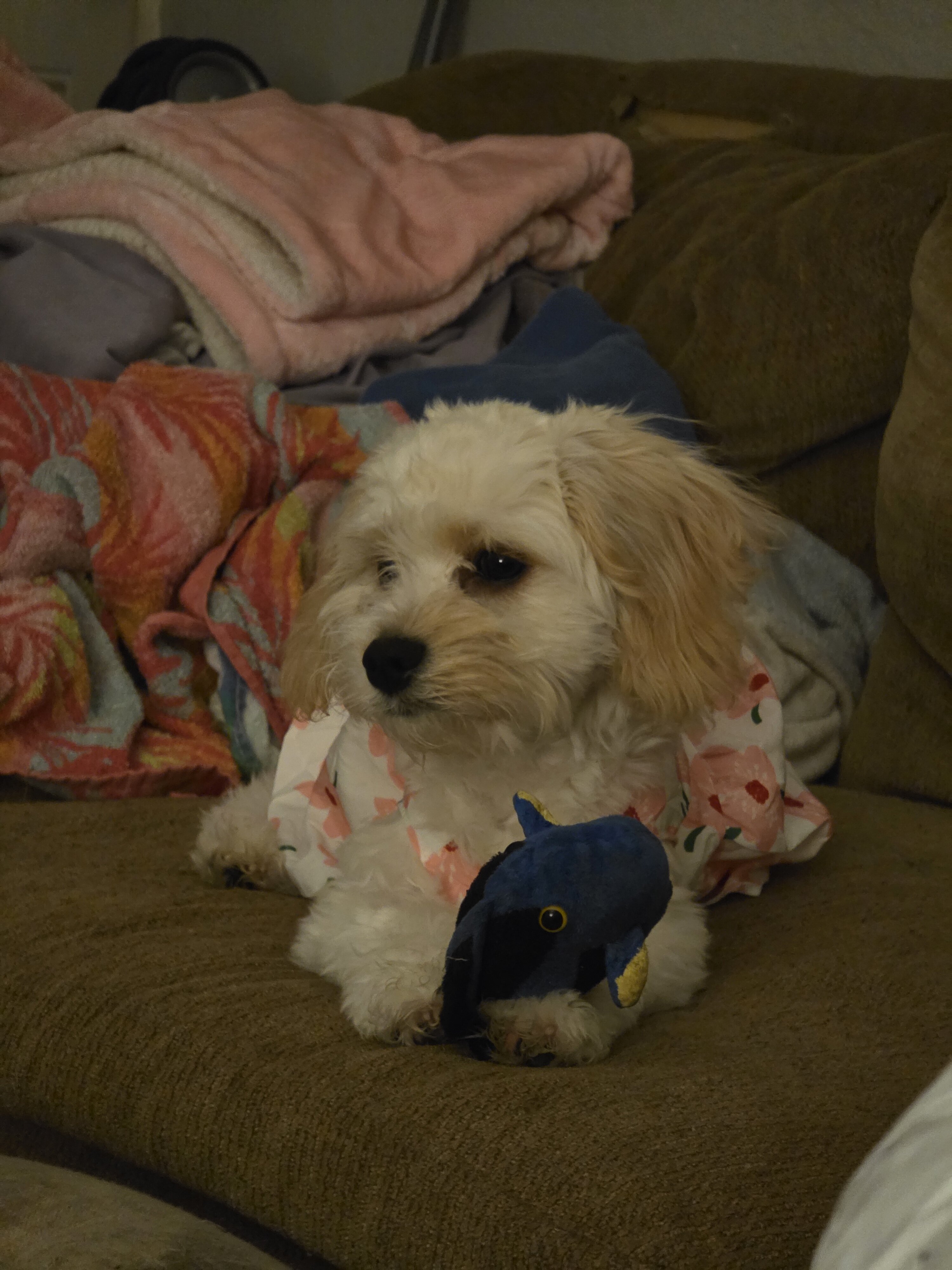 CAVACHON PUPPY image 6