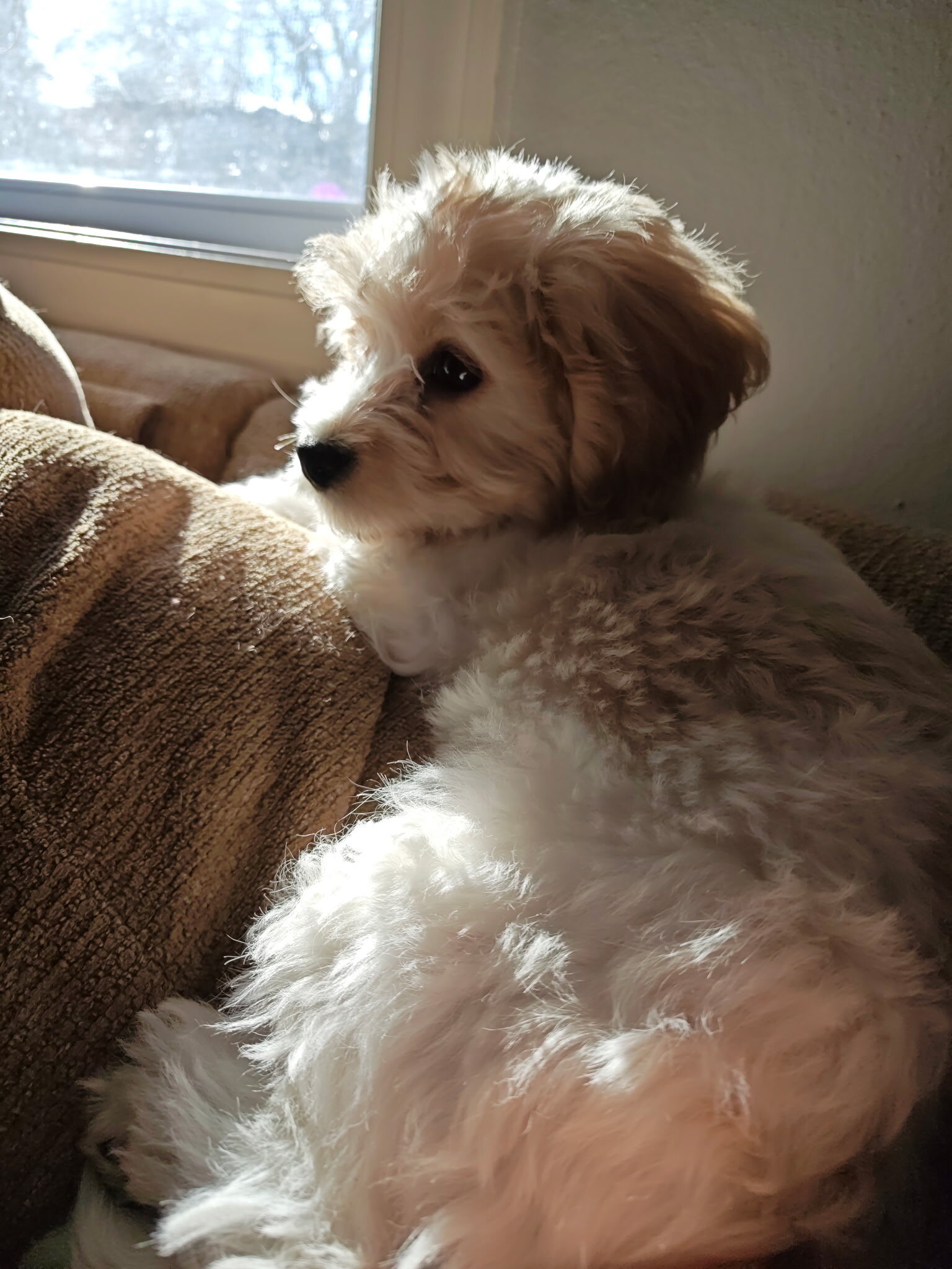 CAVACHON PUPPY image 5