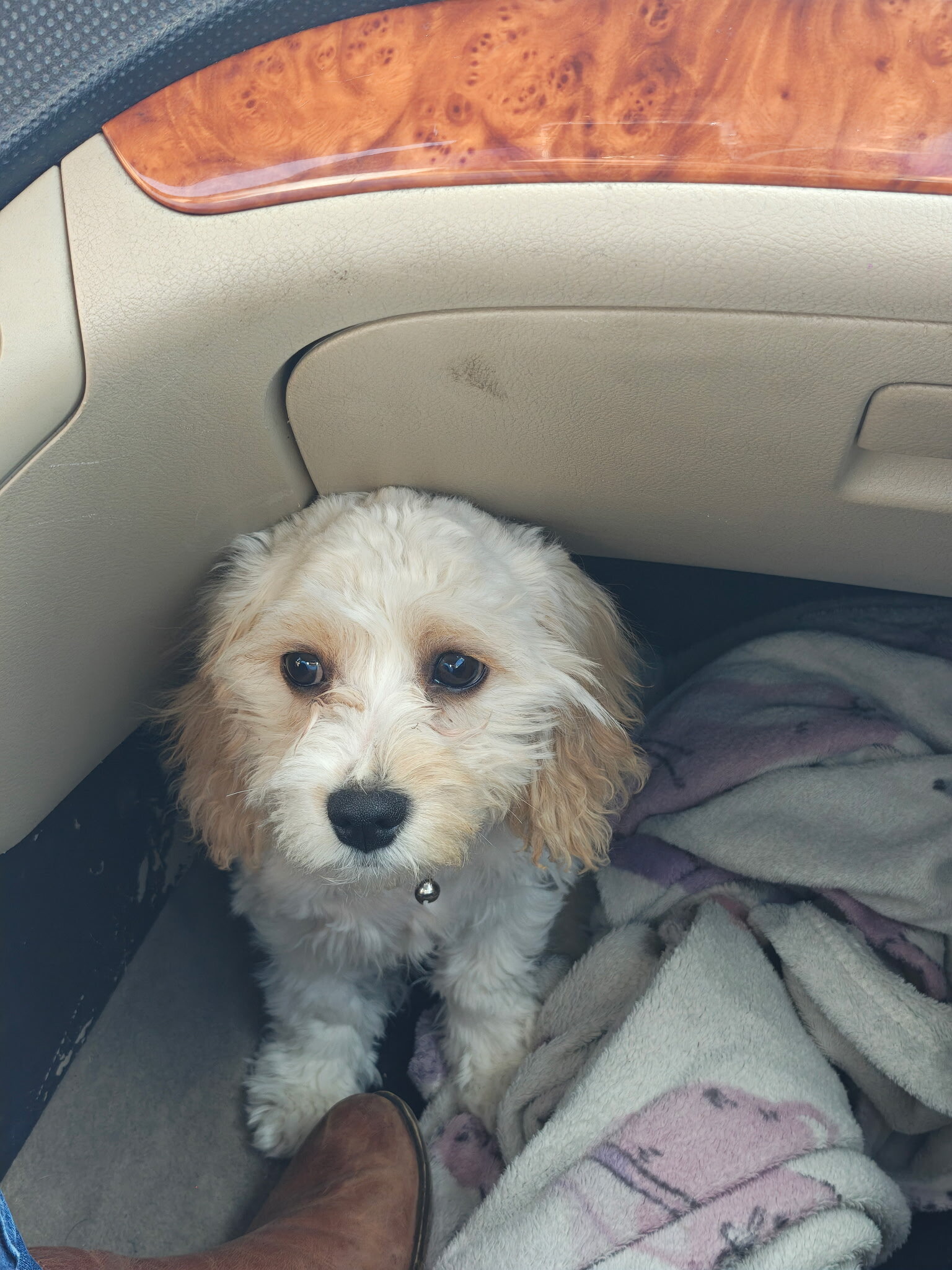 CAVACHON PUPPY image 1
