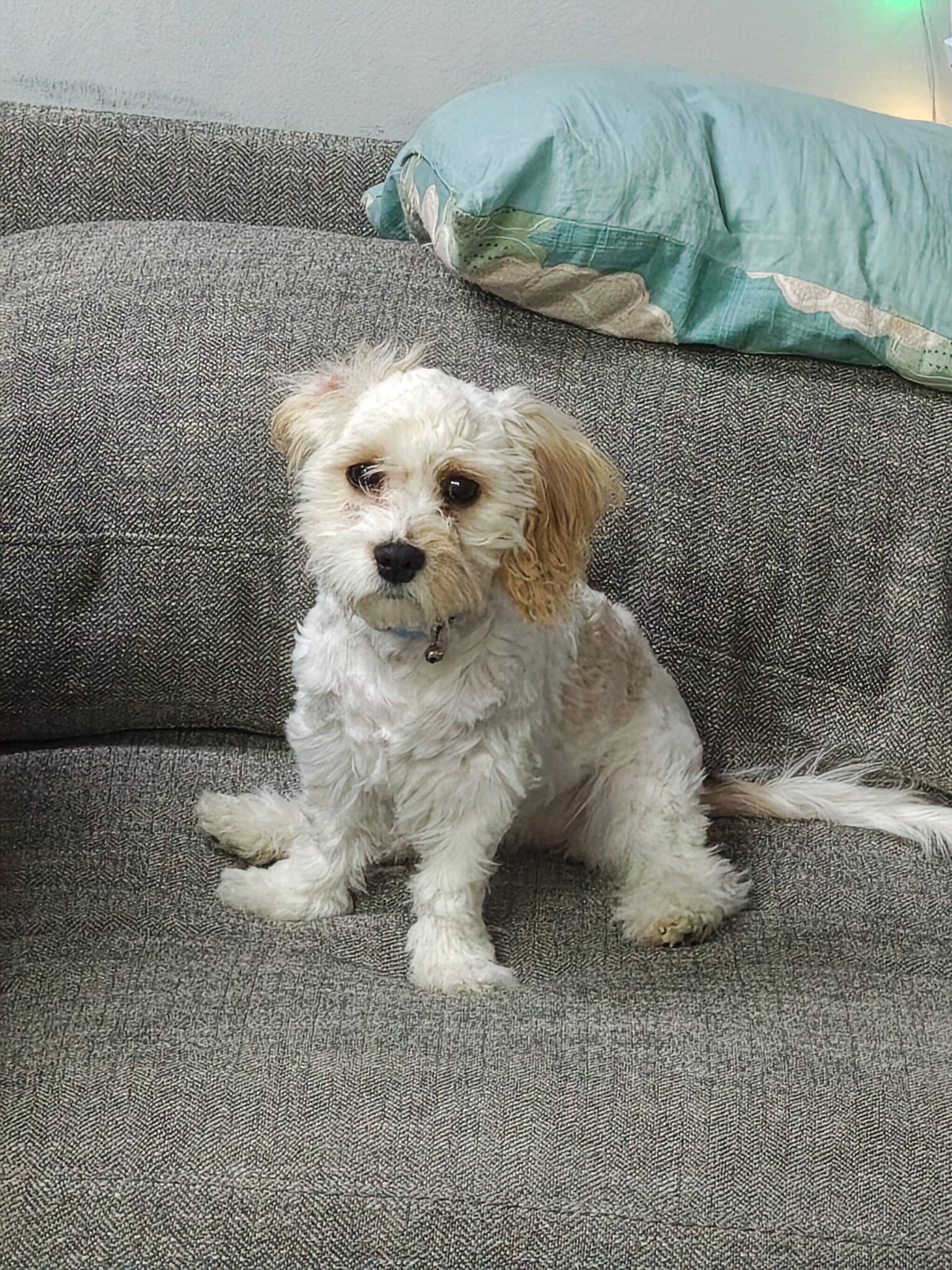 CAVACHON PUPPY image 2