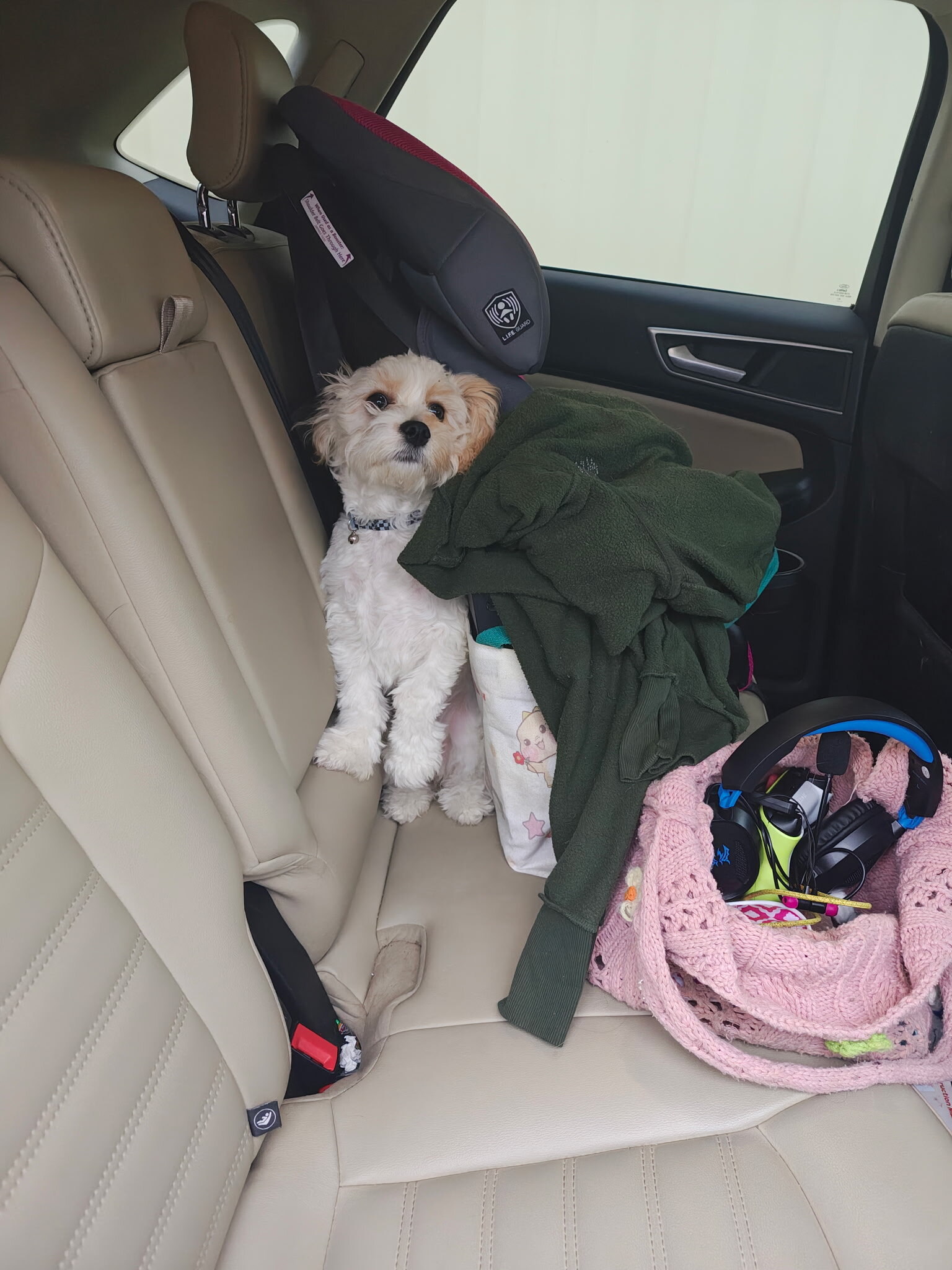 CAVACHON PUPPY image 4