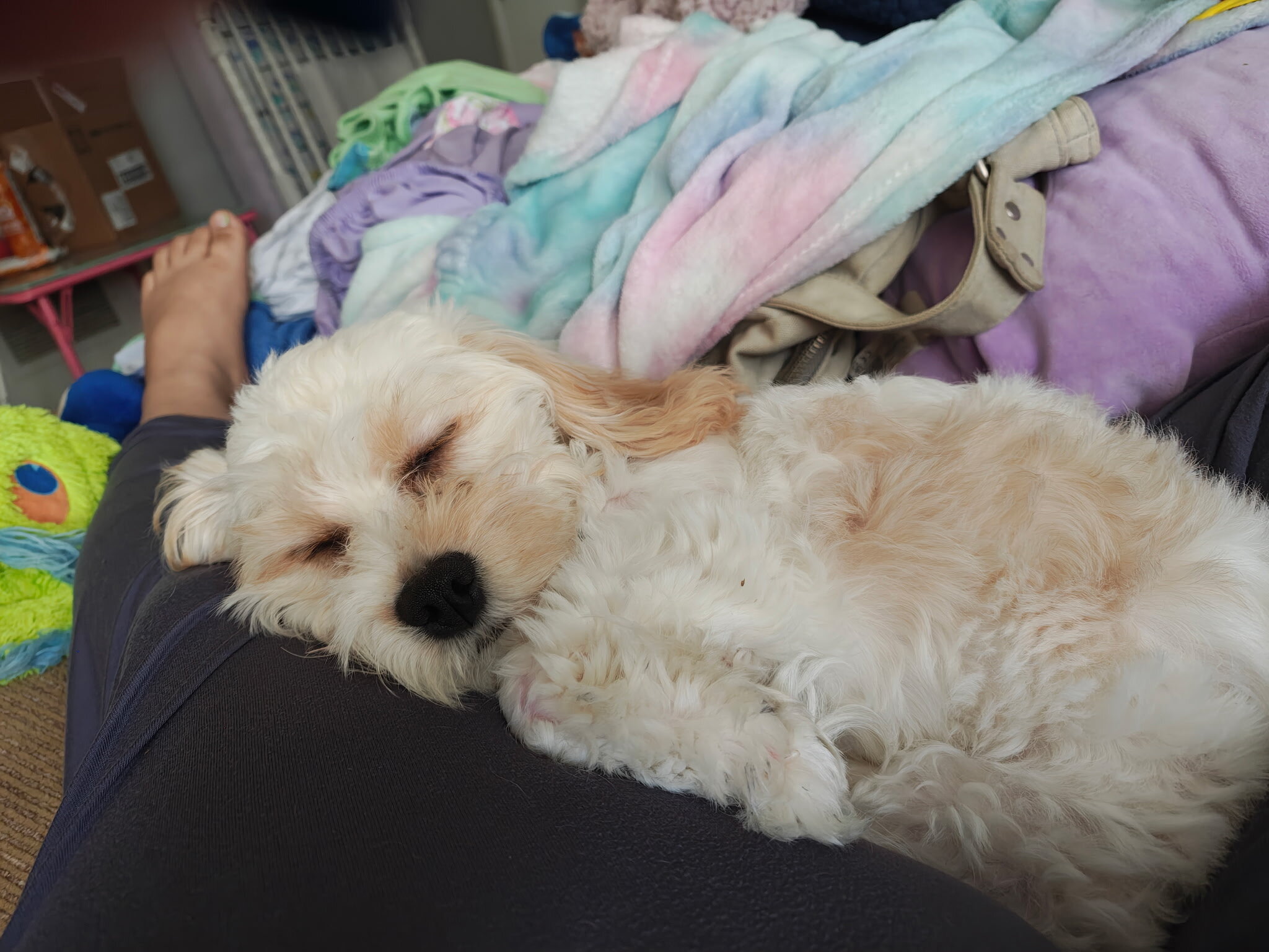 CAVACHON PUPPY image 3