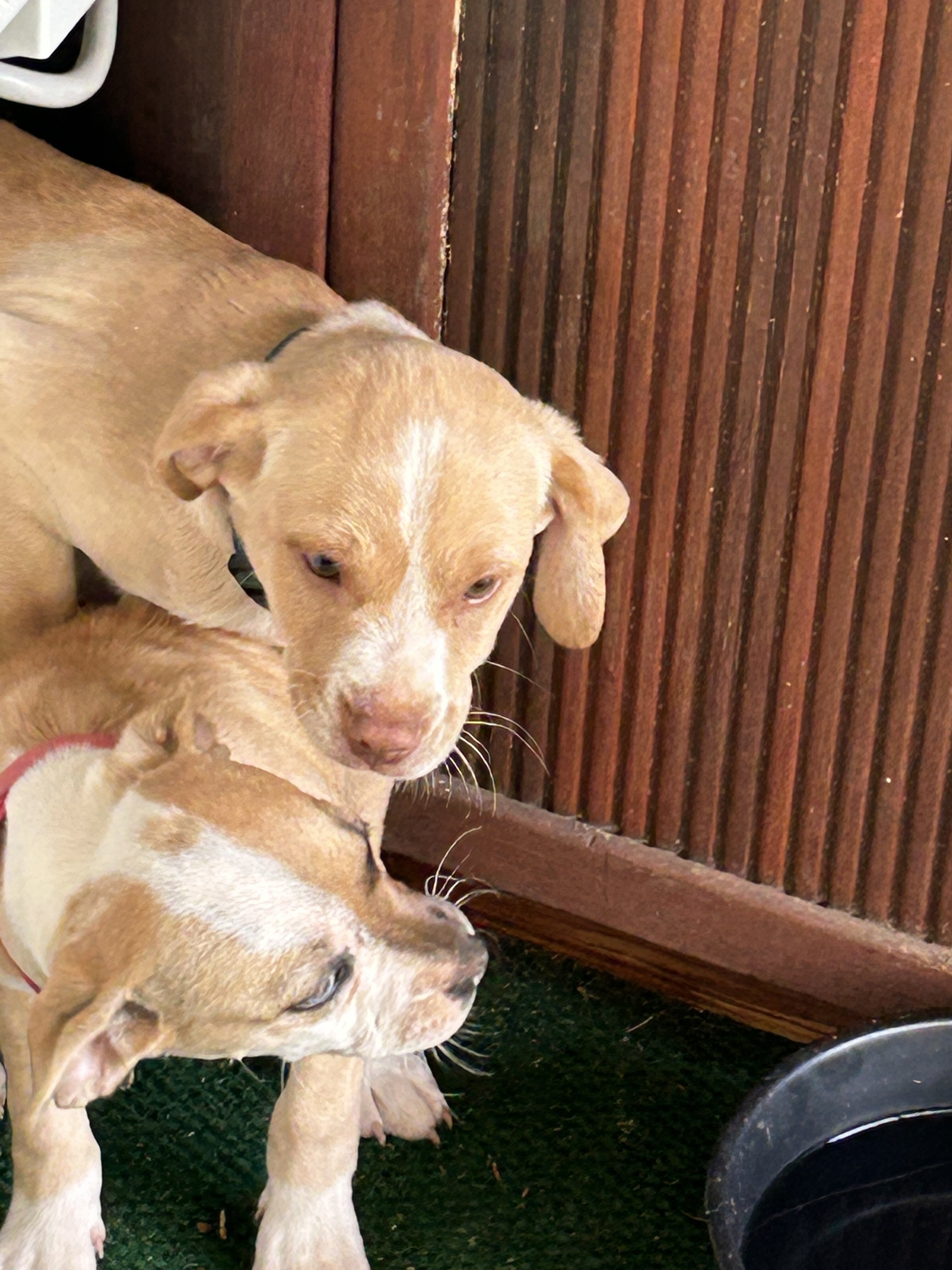 Chiweenie Pups 🐾 image 5