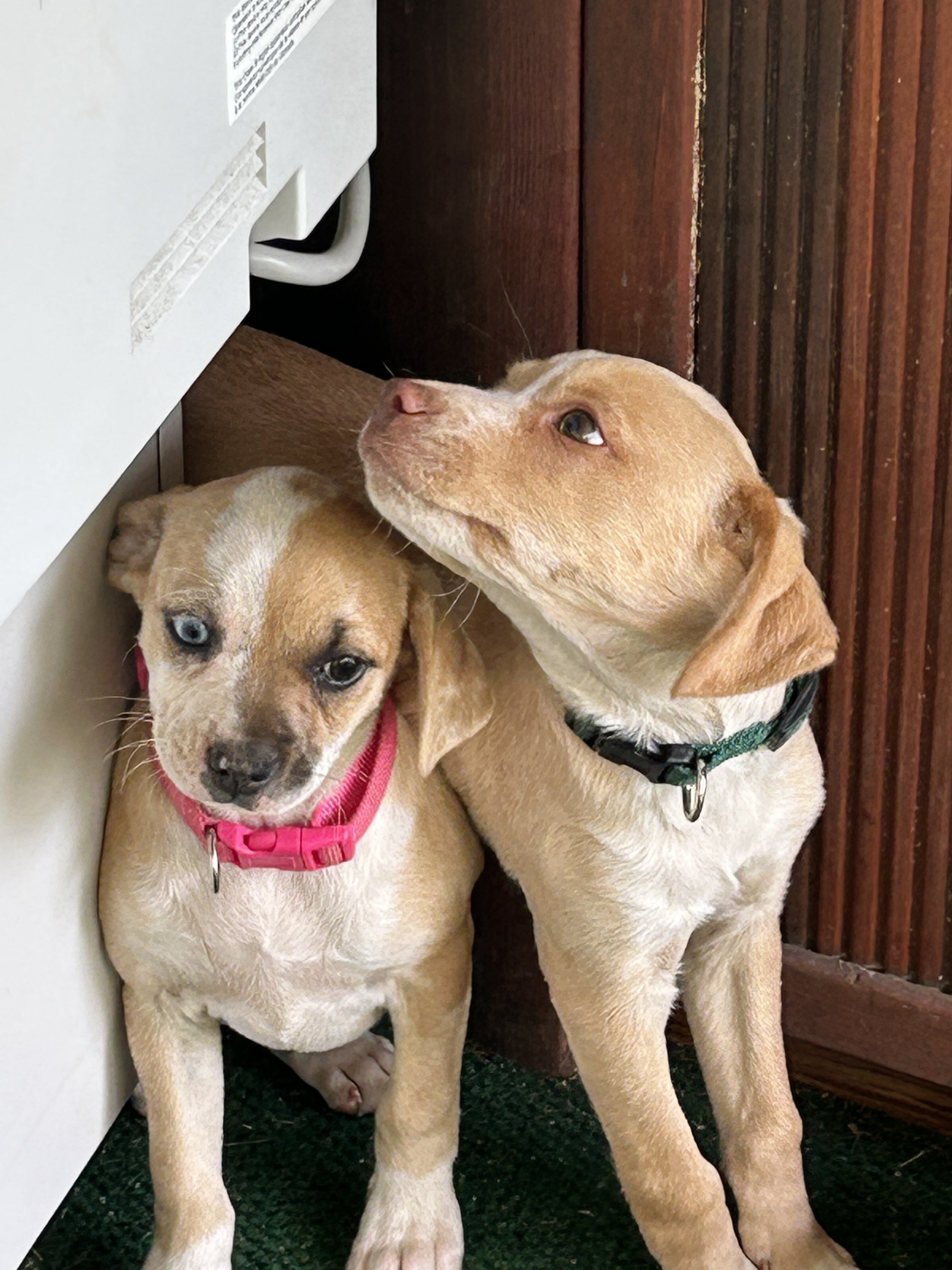 Chiweenie Pups 🐾 image 4