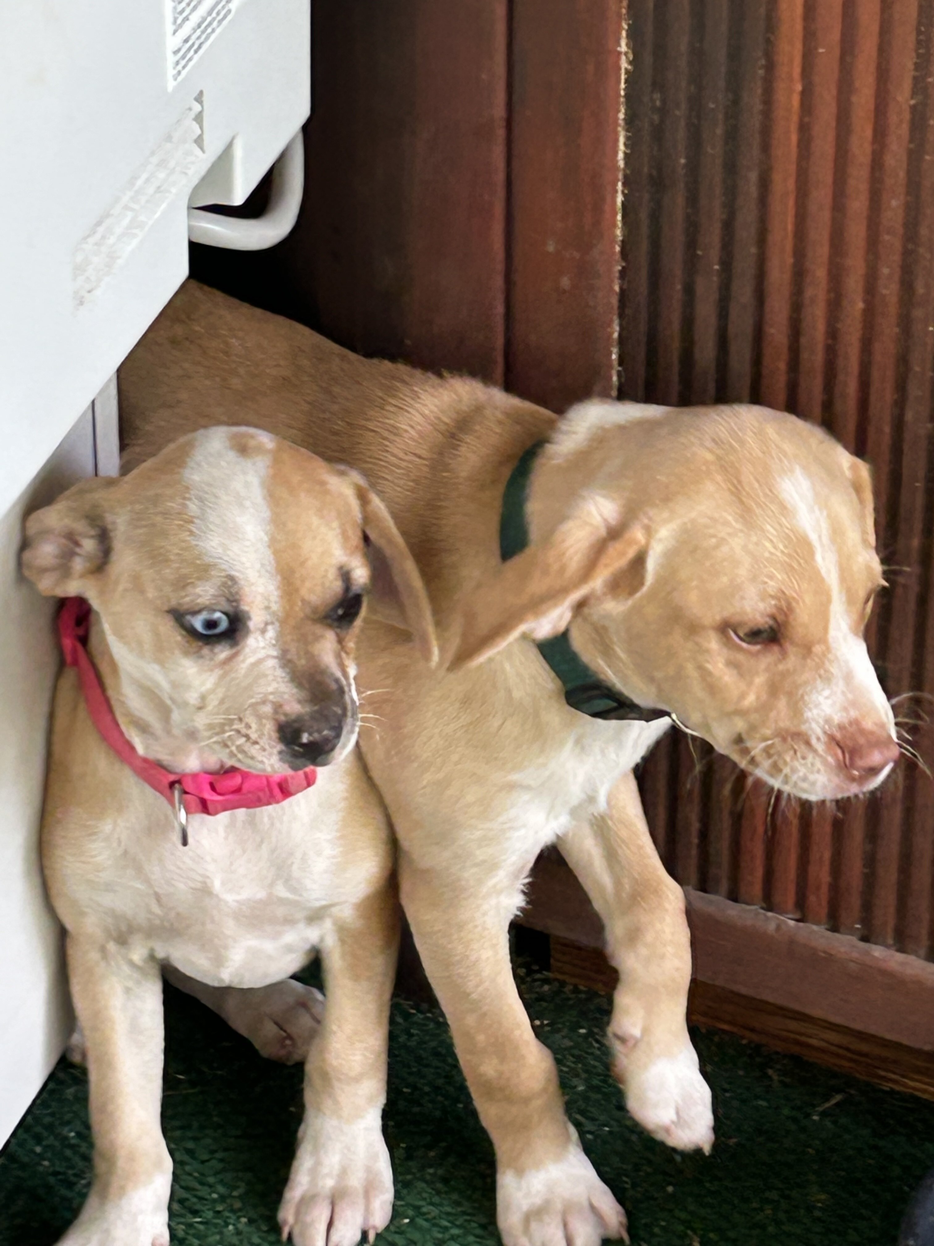 Chiweenie Pups 🐾 image 3