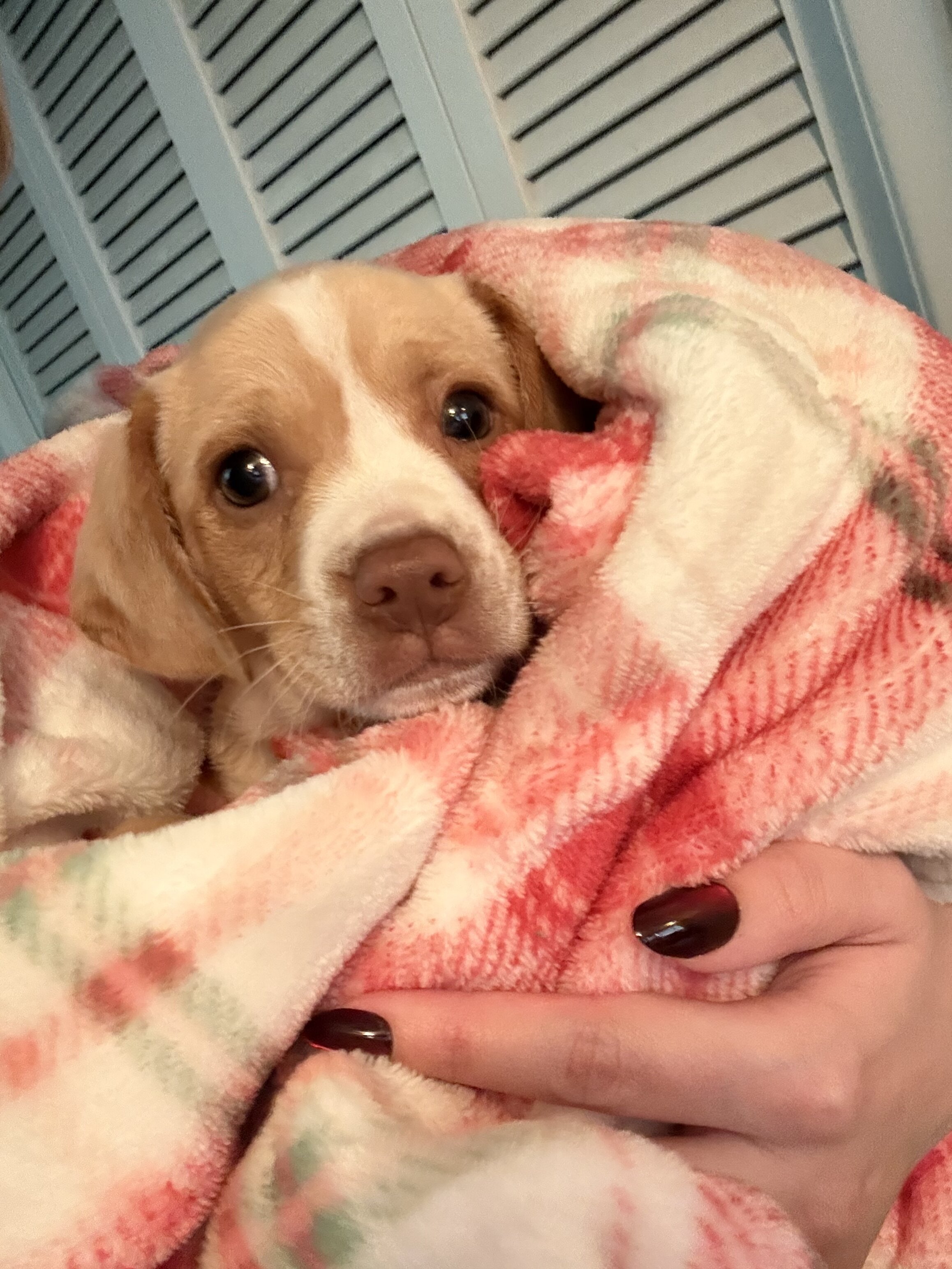Chiweenie Pups 🐾 image 1