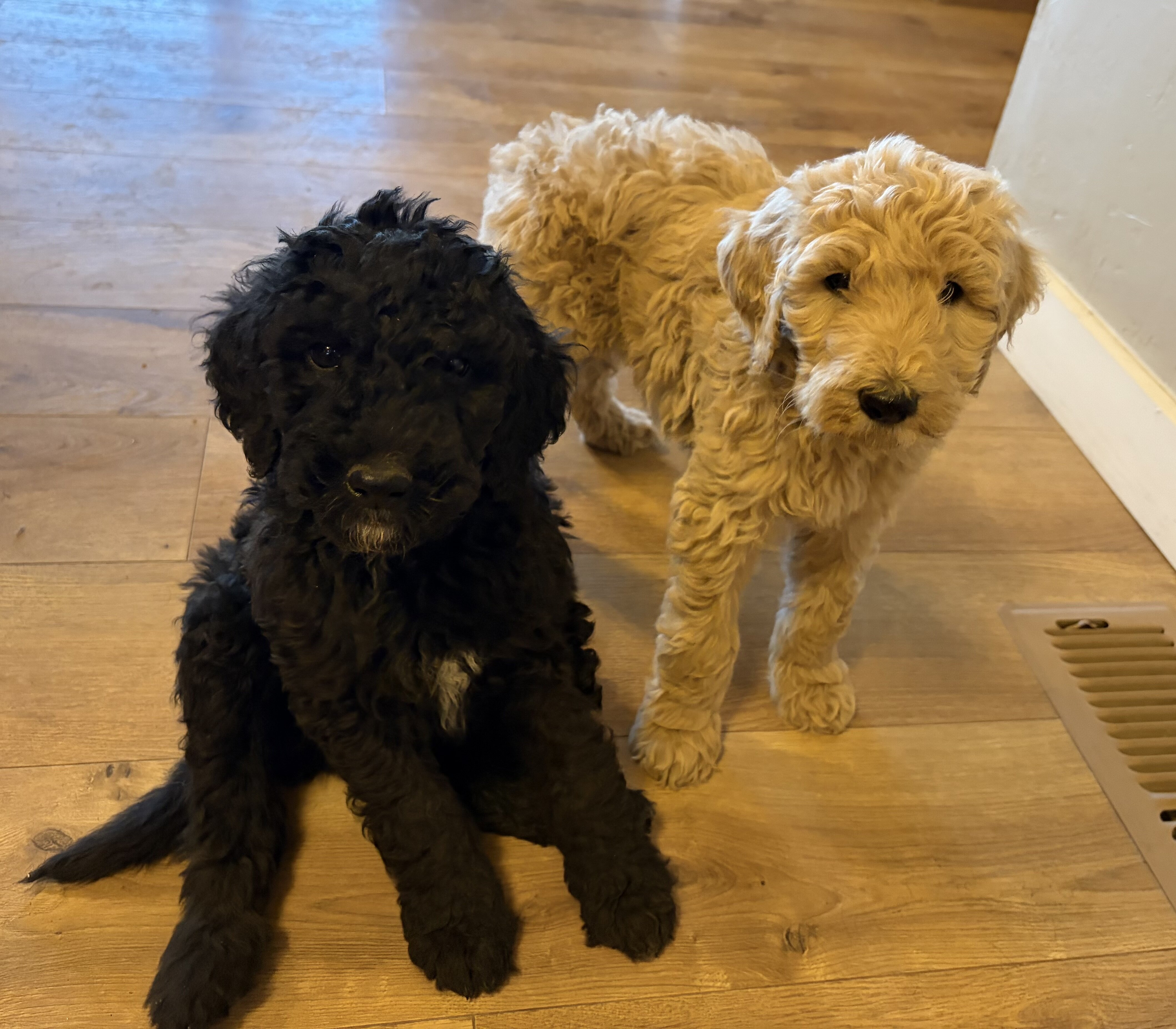 F1B Goldendoodle puppies image 5