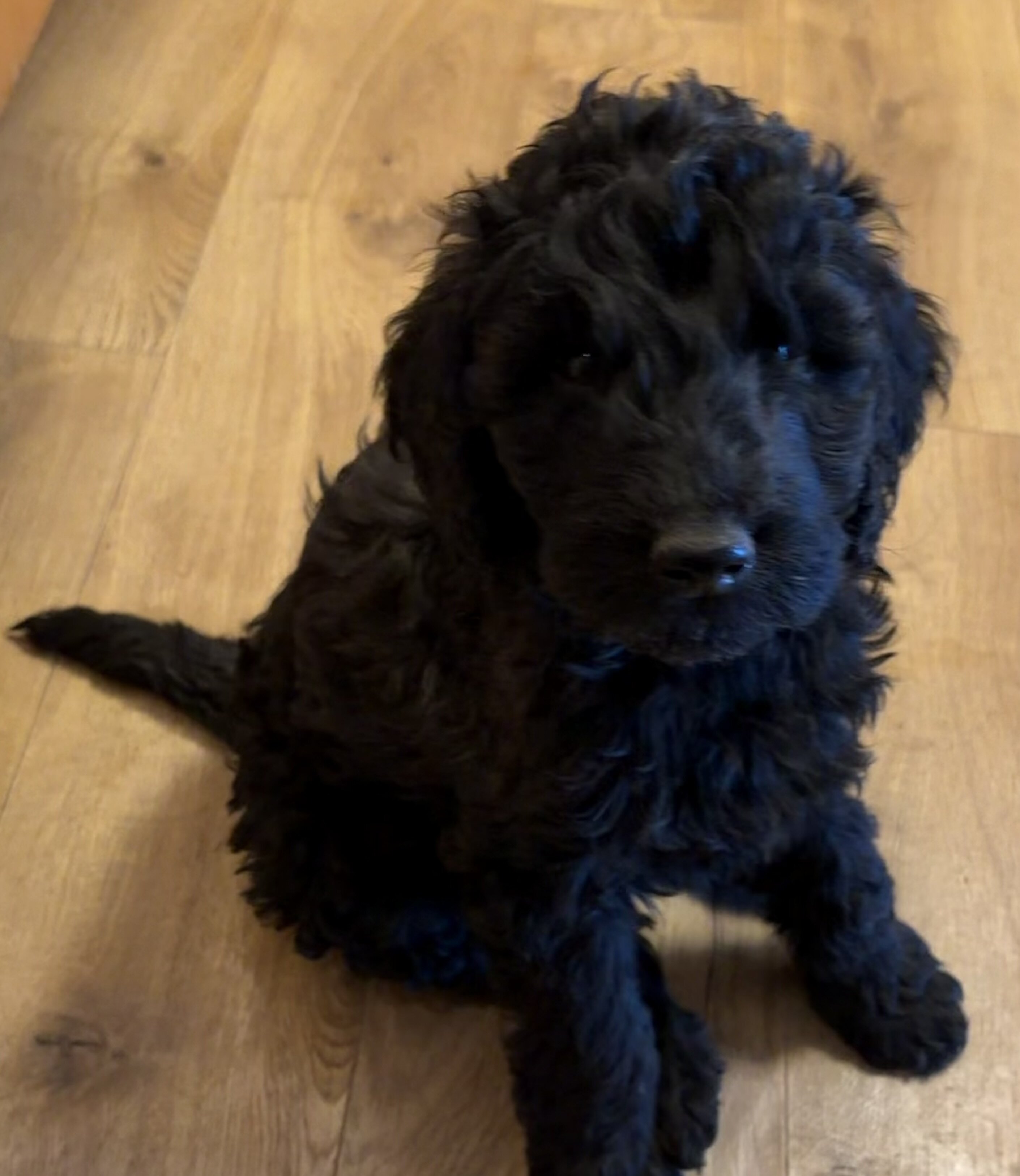 F1B Goldendoodle puppies image 7