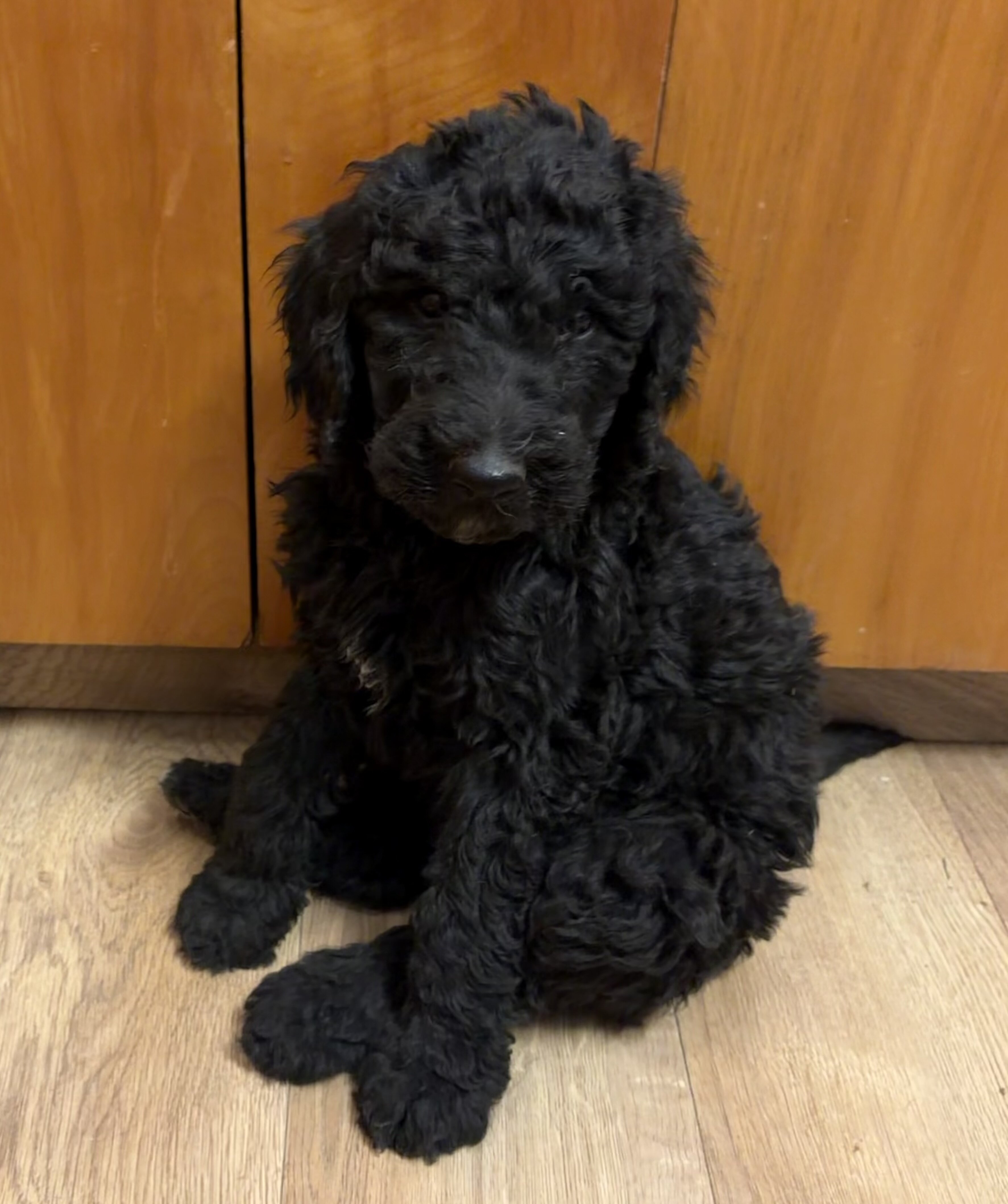 F1B Goldendoodle puppies image 6