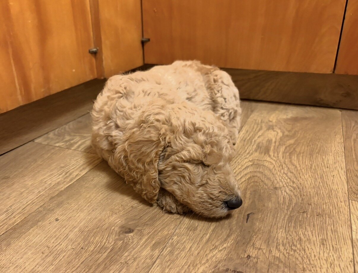 F1B Goldendoodle puppies image 3