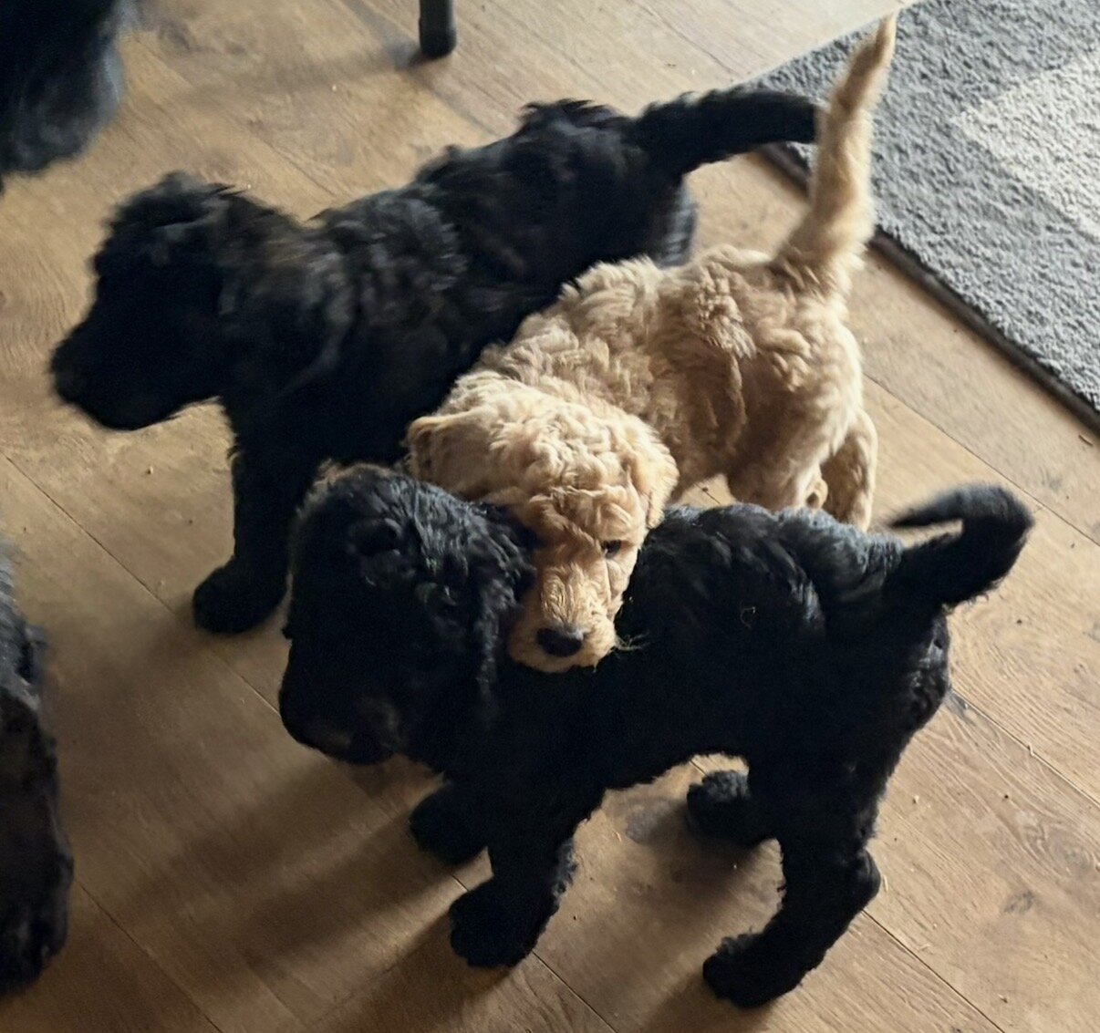 F1B Goldendoodle puppies image 2