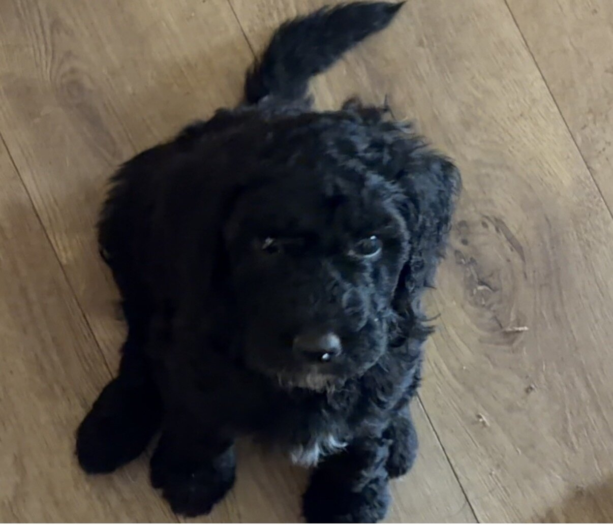 F1B Goldendoodle puppies image 4