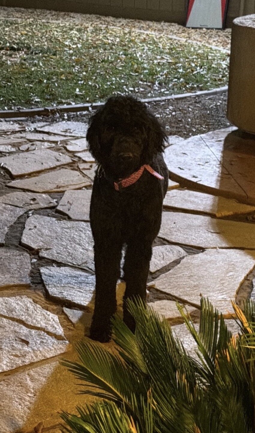 F1B Goldendoodle puppies image 9