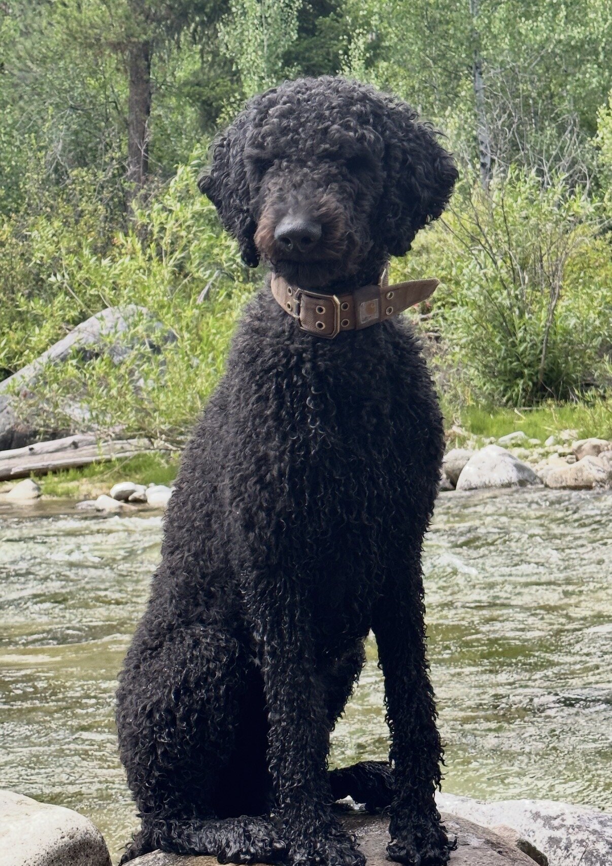 F1B Goldendoodle puppies image 10