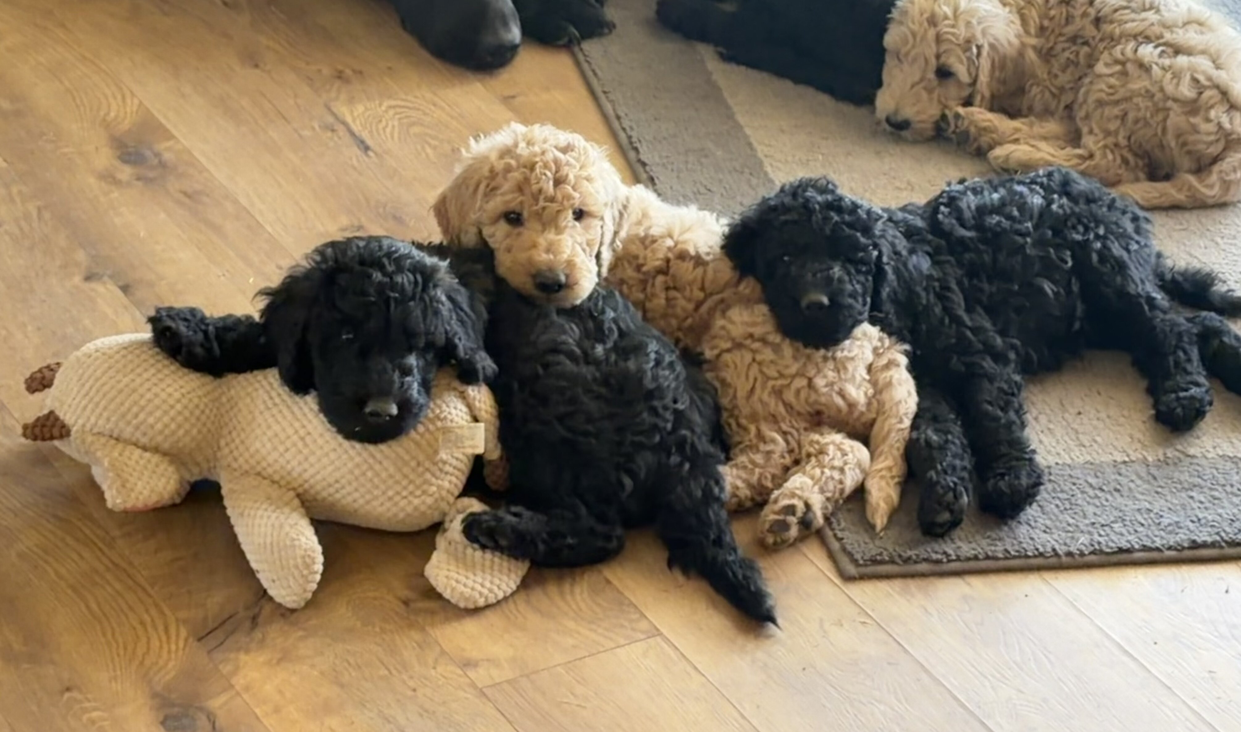 F1B Goldendoodle puppies image 1
