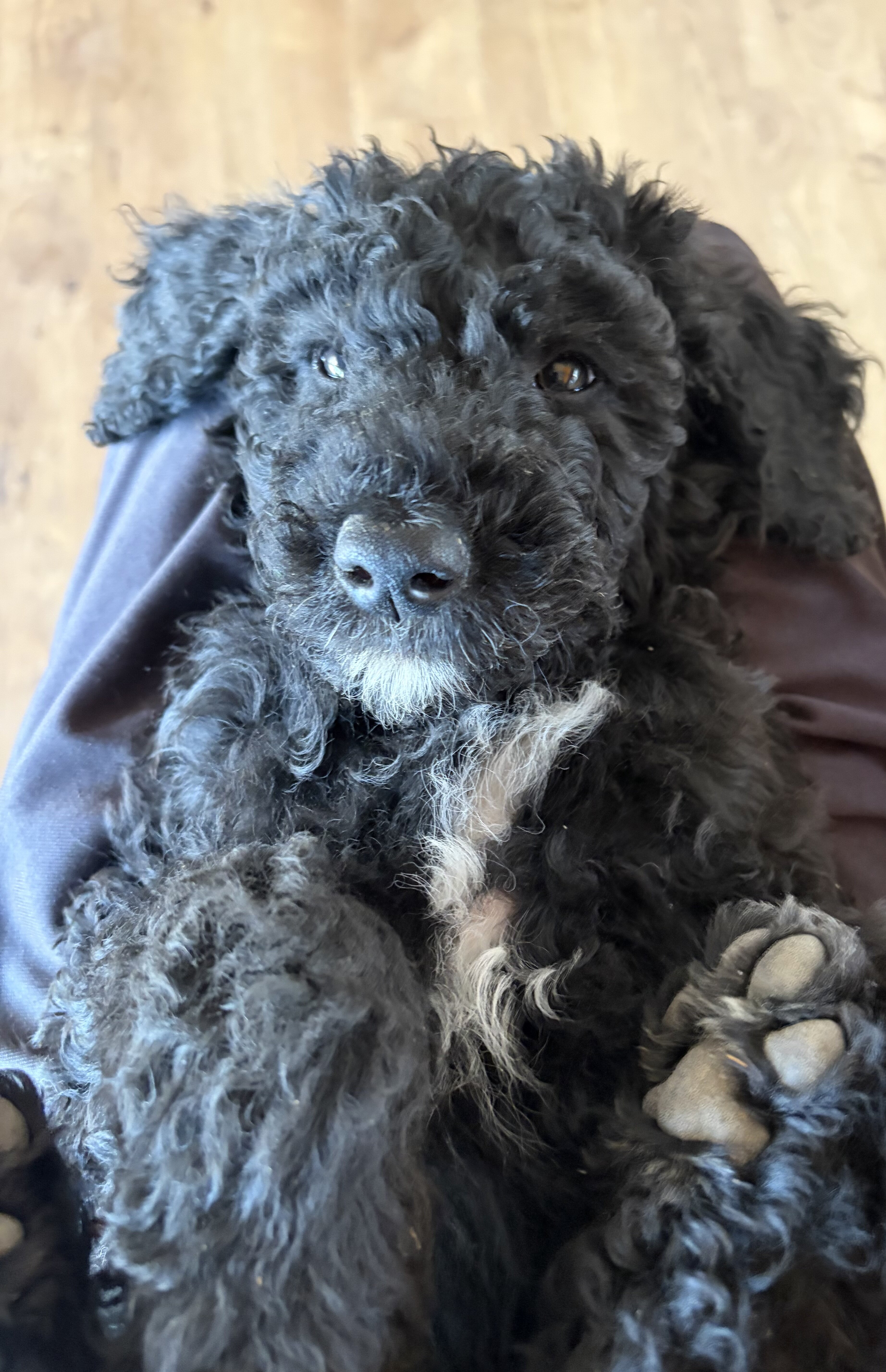 F1B Goldendoodle puppies image 8