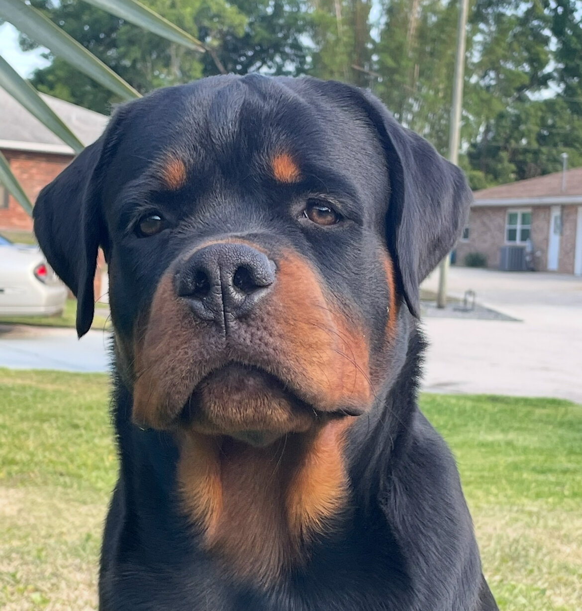Dog image 1