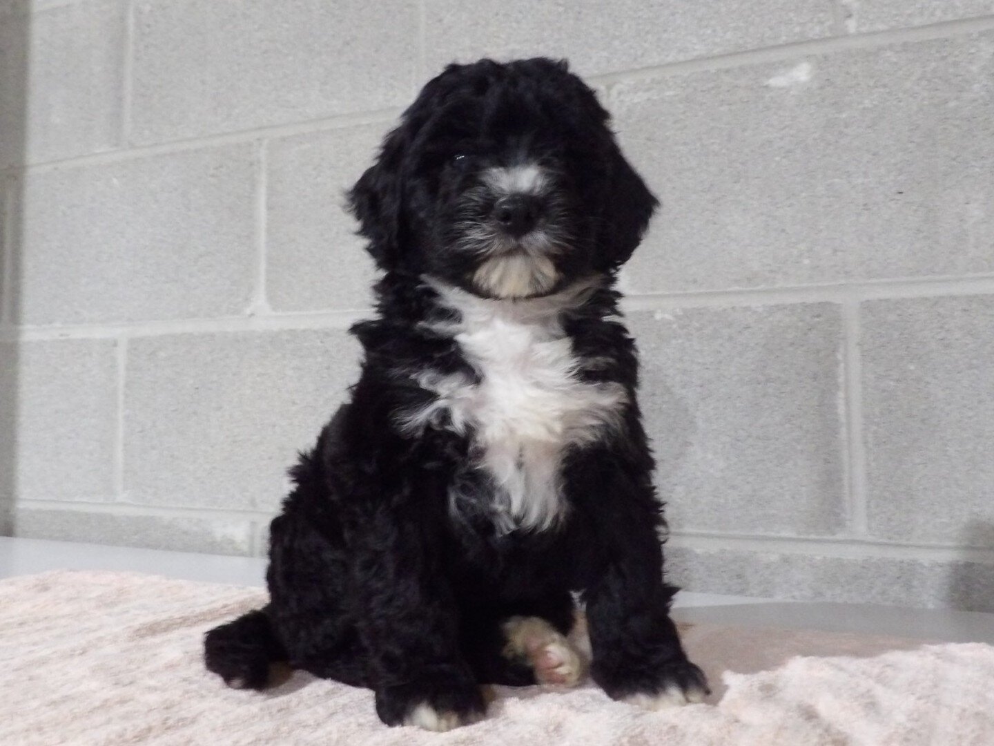 Rosy Female Bernedoodle image 5
