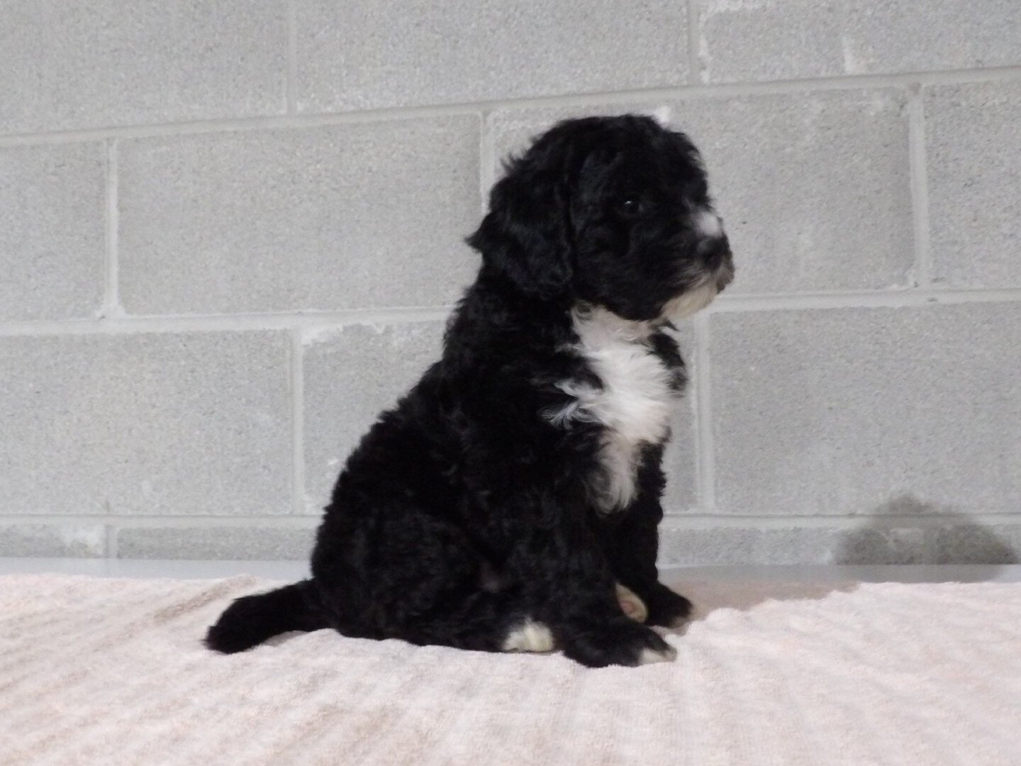 Rosy Female Bernedoodle image 7