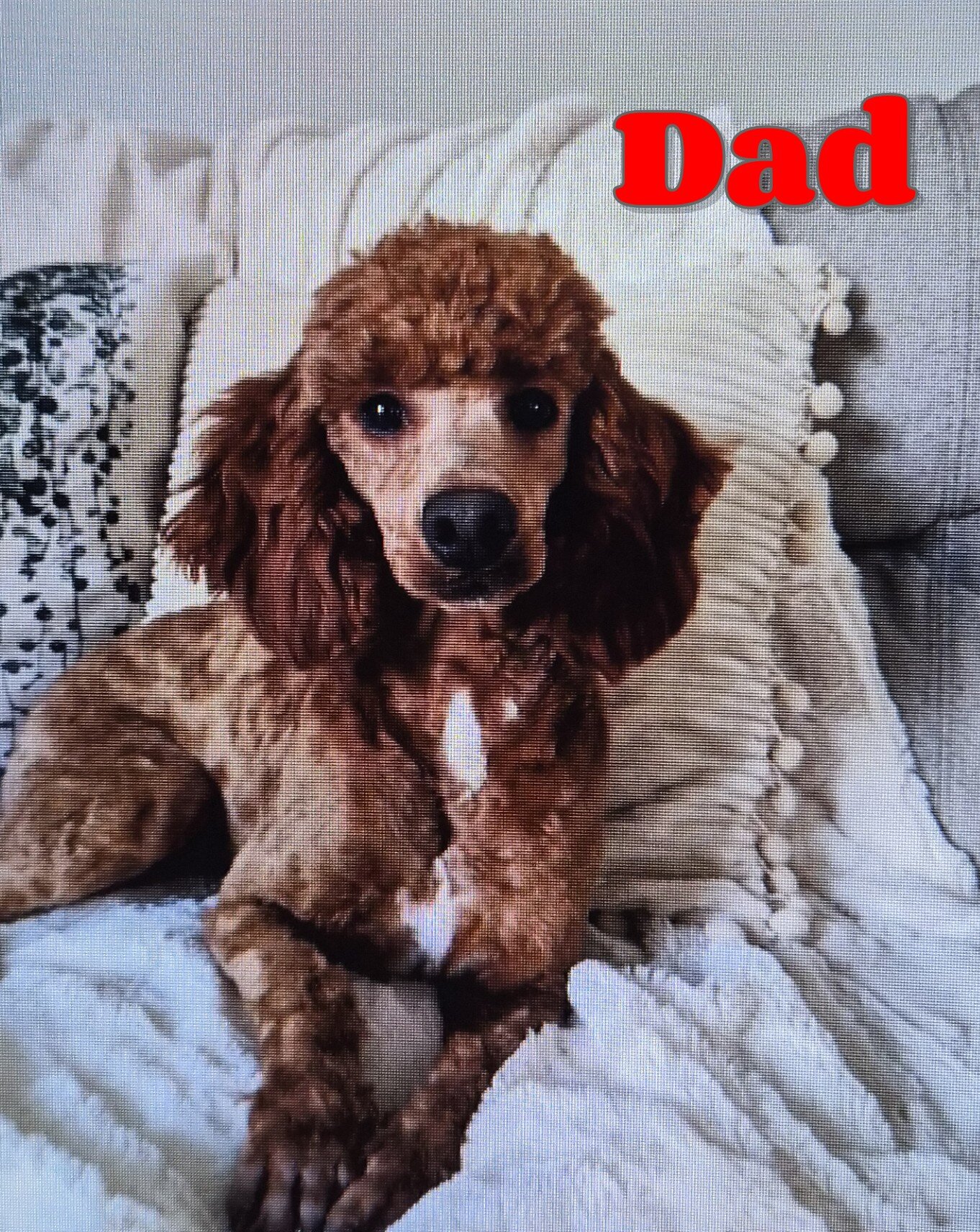 Rosy Female Bernedoodle image 9