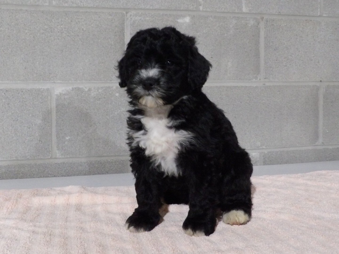 Rosy Female Bernedoodle image 6