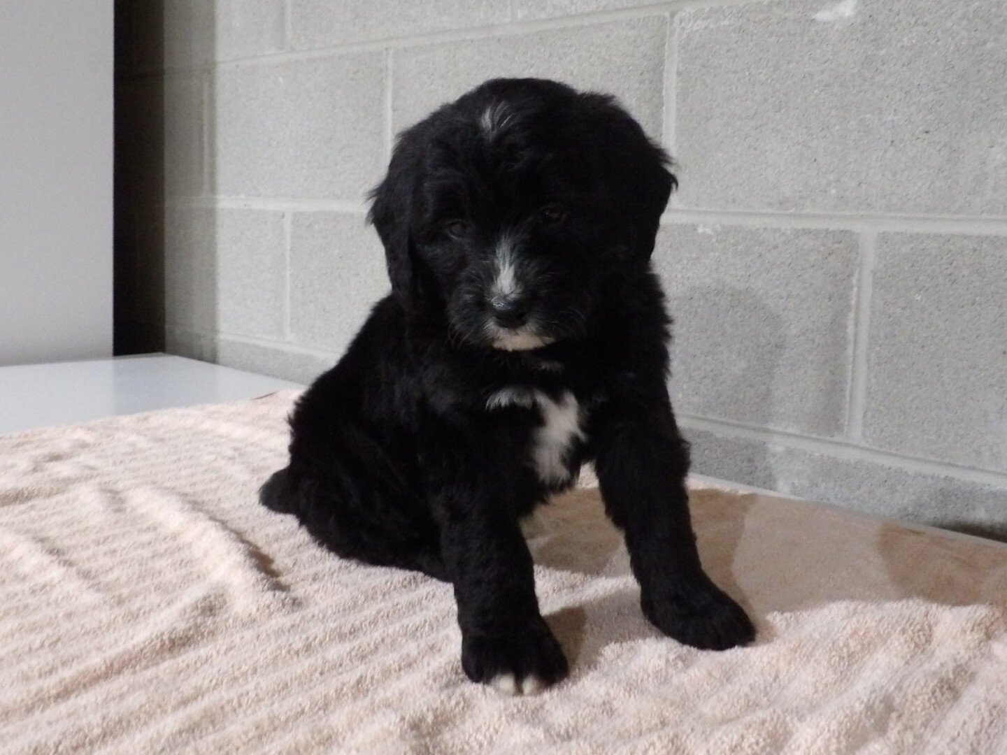 Tommy Male Bernedoodle image 7