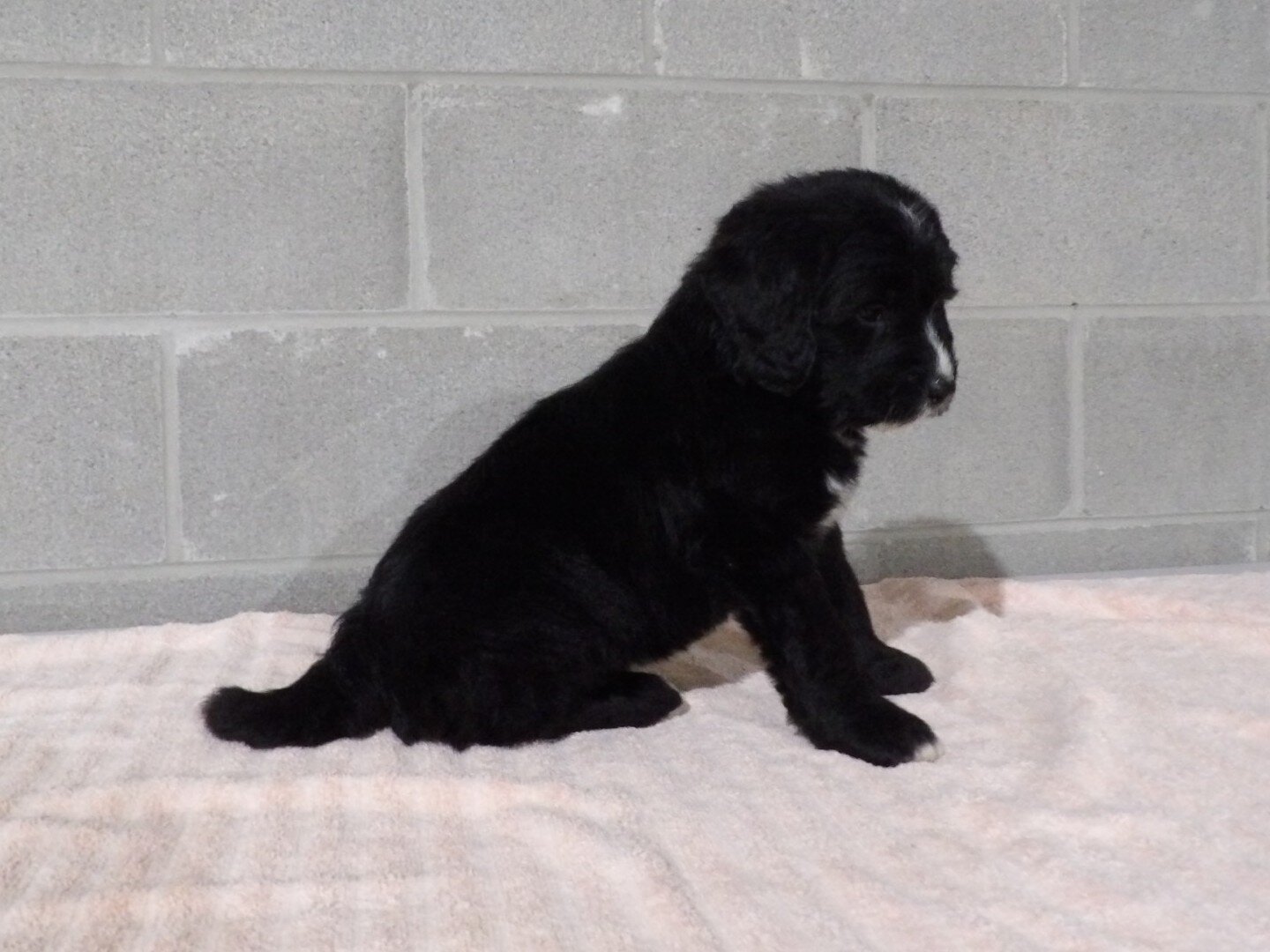 Tommy Male Bernedoodle image 8