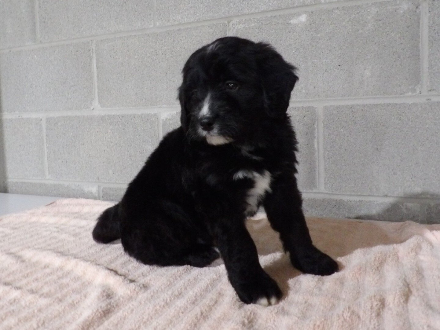 Tommy Male Bernedoodle image 6
