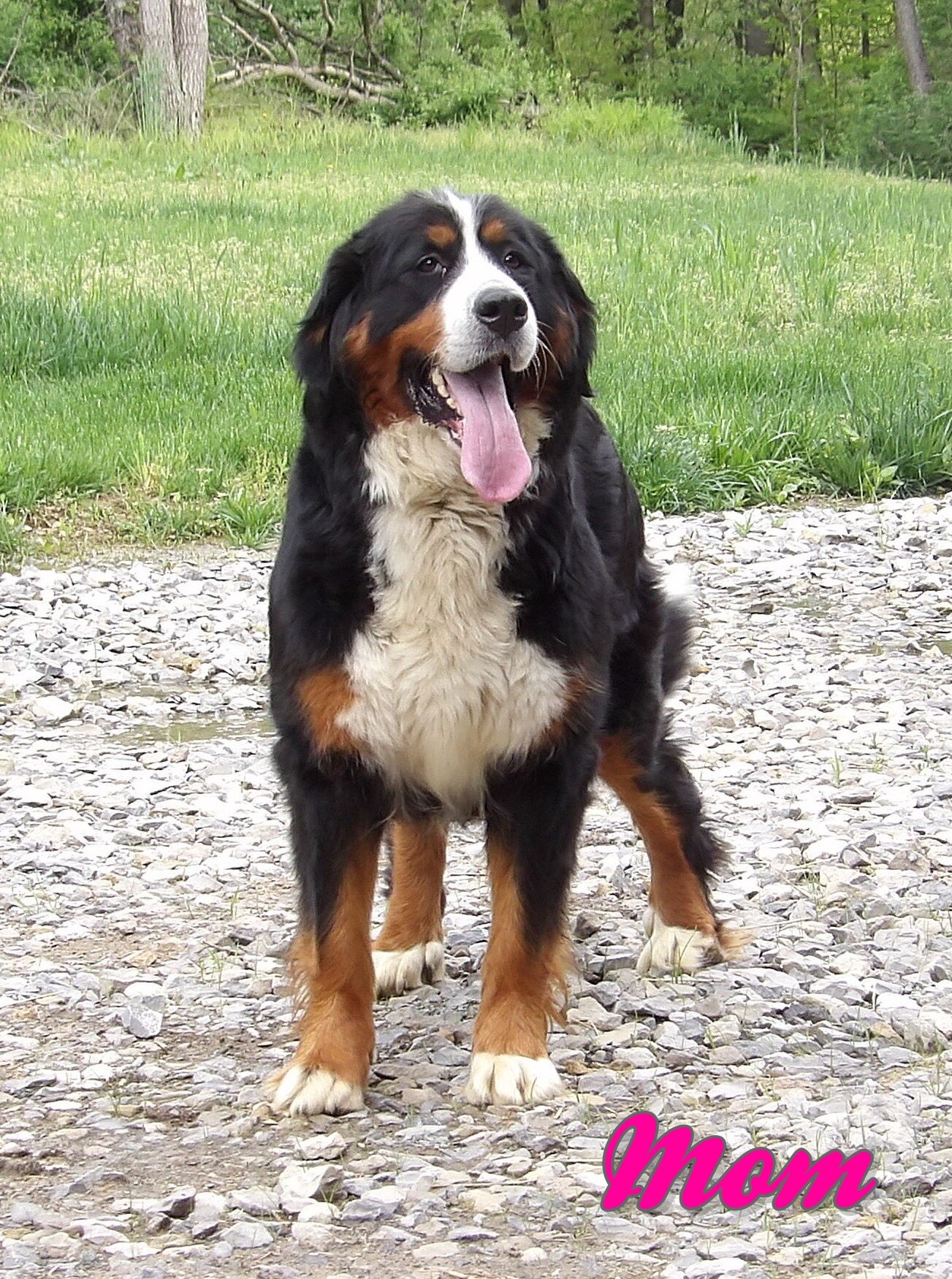 Tommy Male Bernedoodle image 9