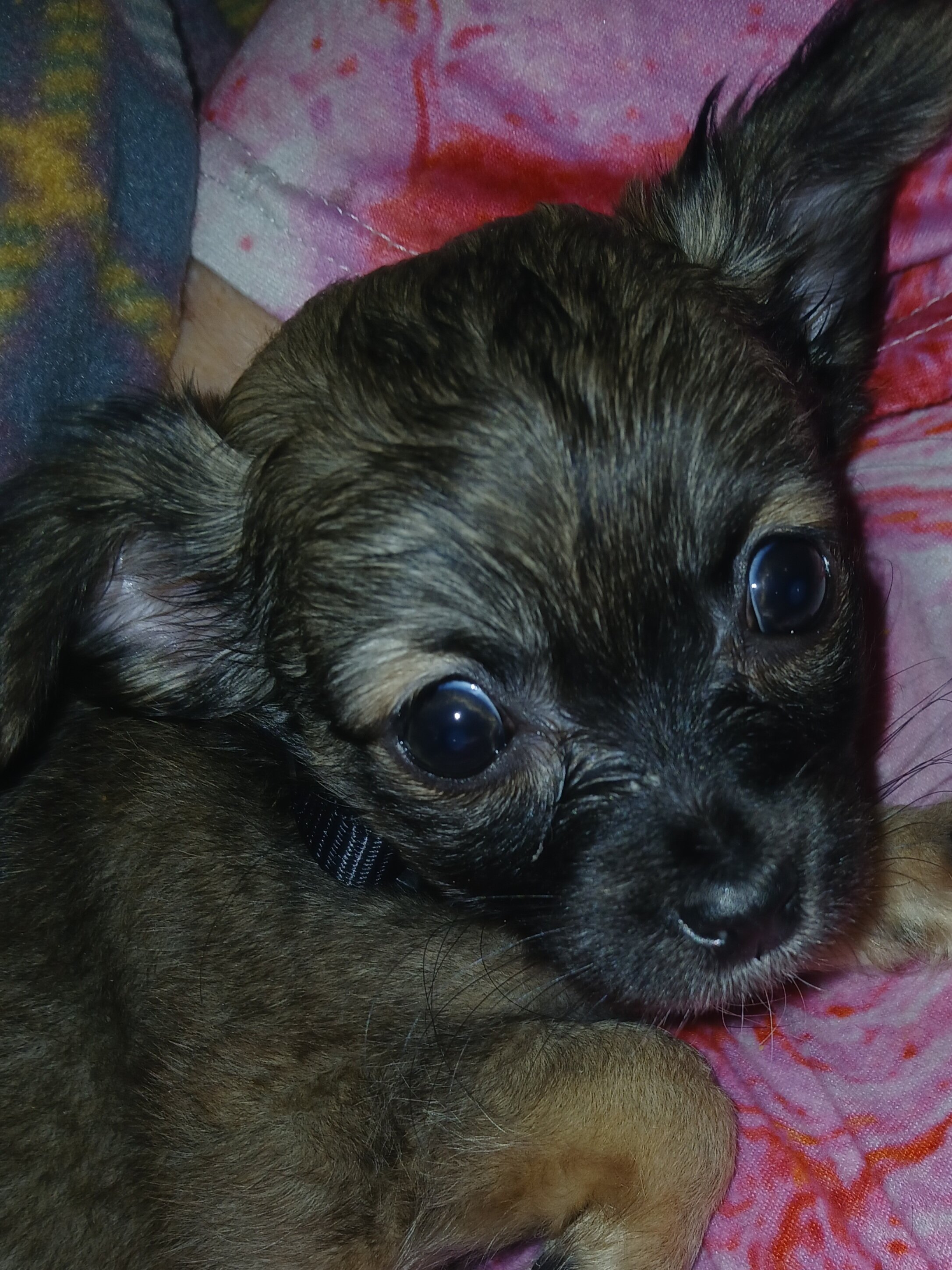 Puppy image 1