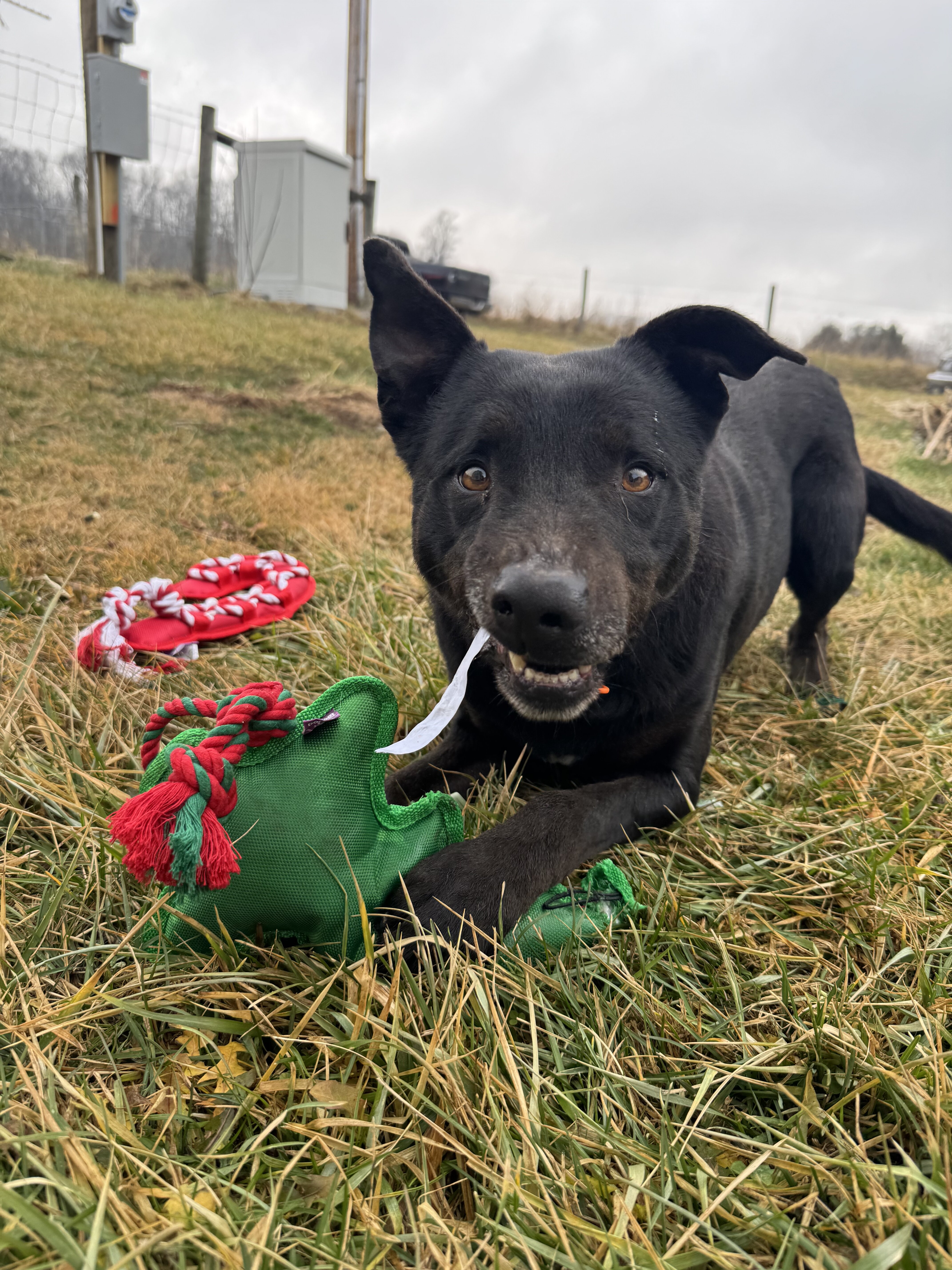 Working cattle dog image 1