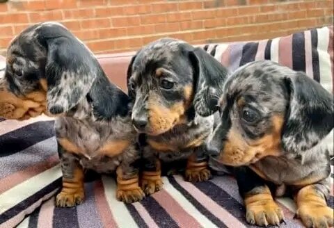 Miniature Dachshund puppies image 1