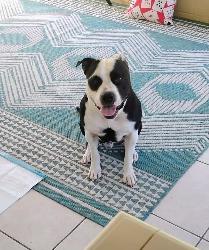 3 year old American Bulldog mix image 1