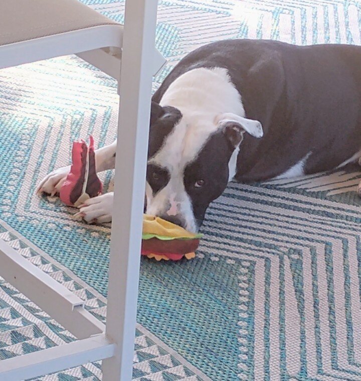 3 year old American Bulldog mix image 2
