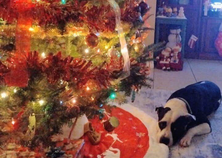 3 year old American Bulldog mix image 3