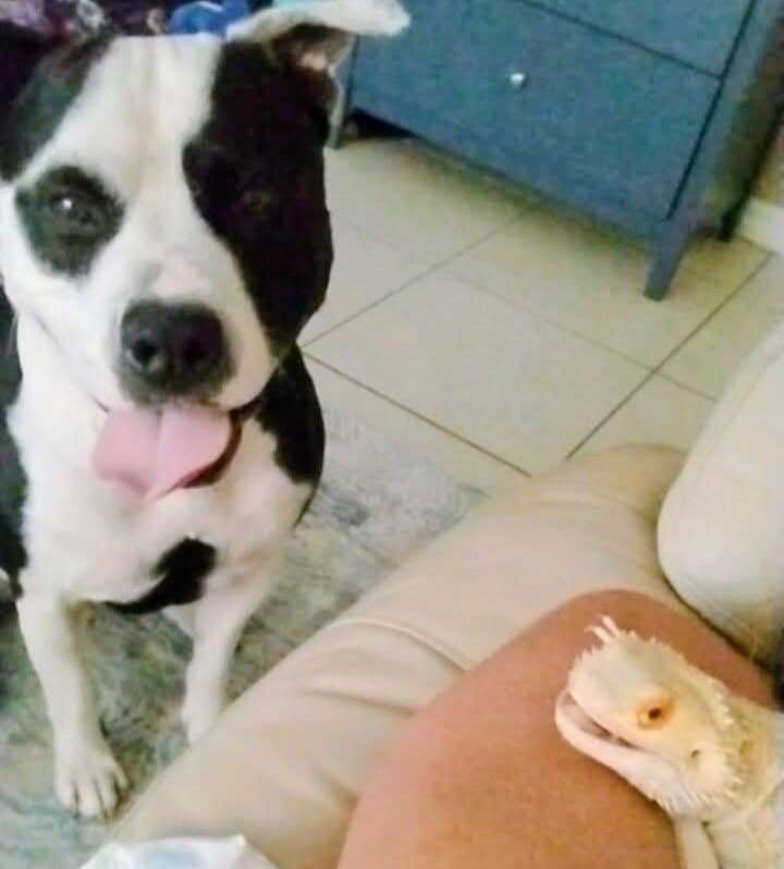 3 year old American Bulldog mix image 4