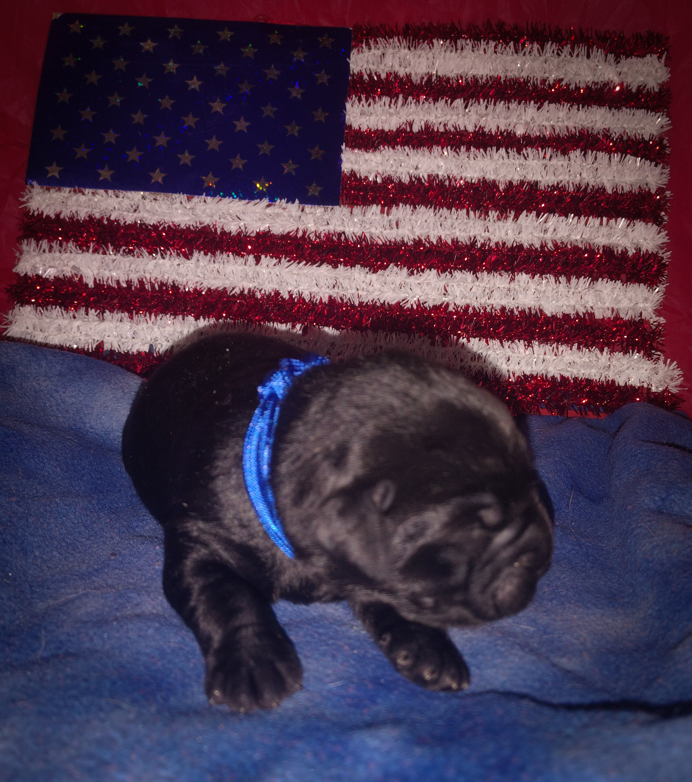 AKC Labrador puppies image 3
