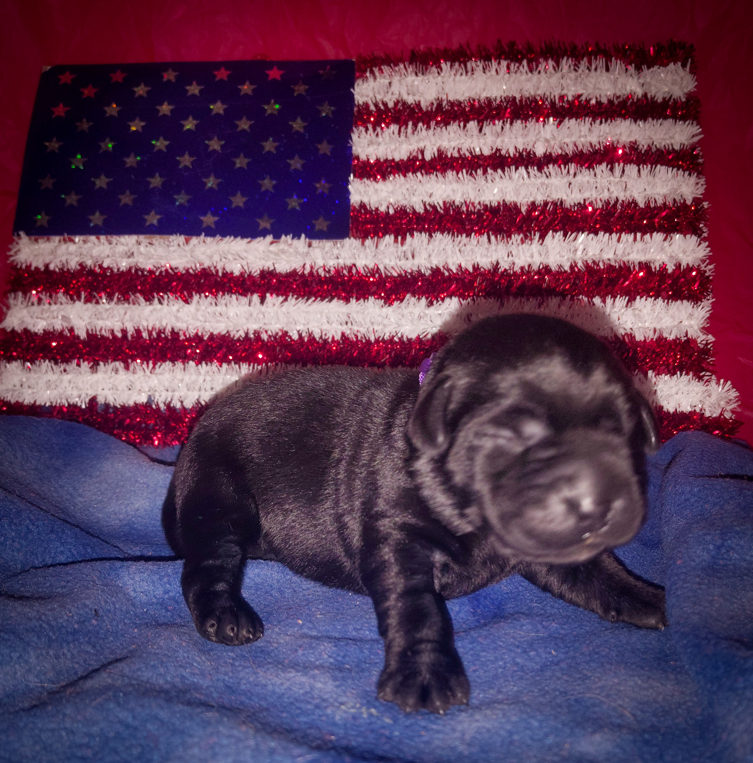 AKC Labrador puppies image 4